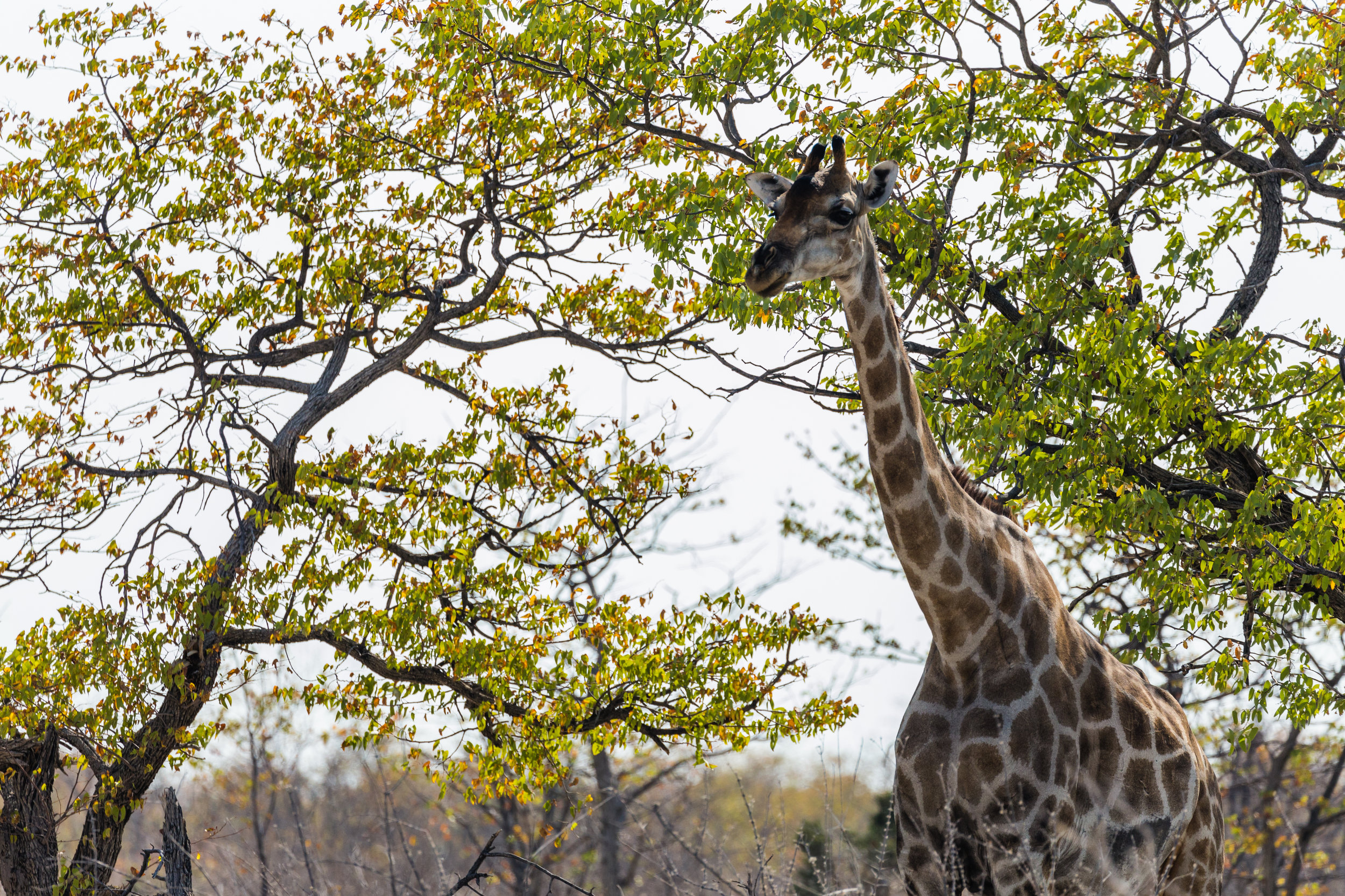 Morning Shade. Etosha, Namibia (Aug. 2019)