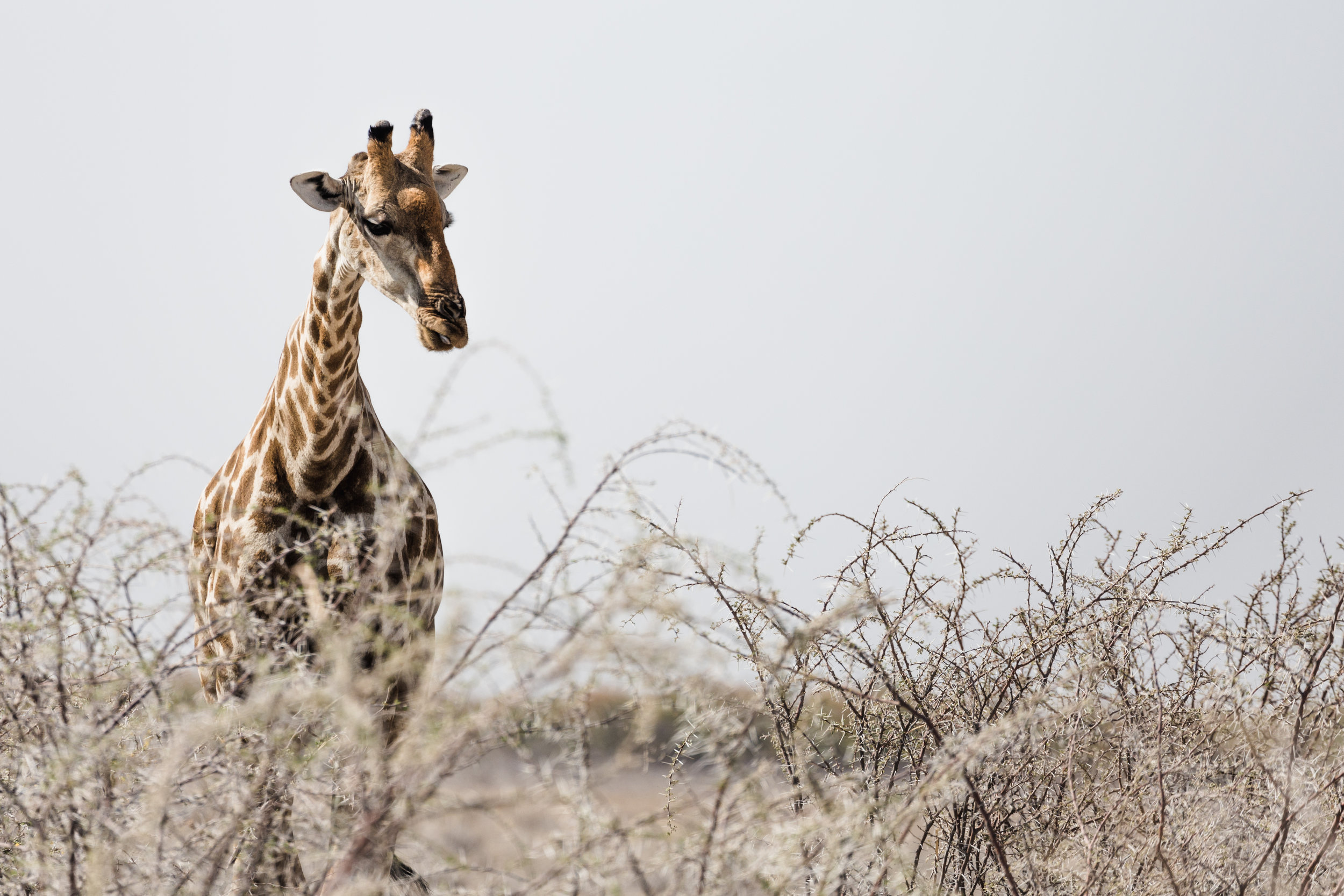 Contemplation. Etosha, Namibia (Aug. 2019)