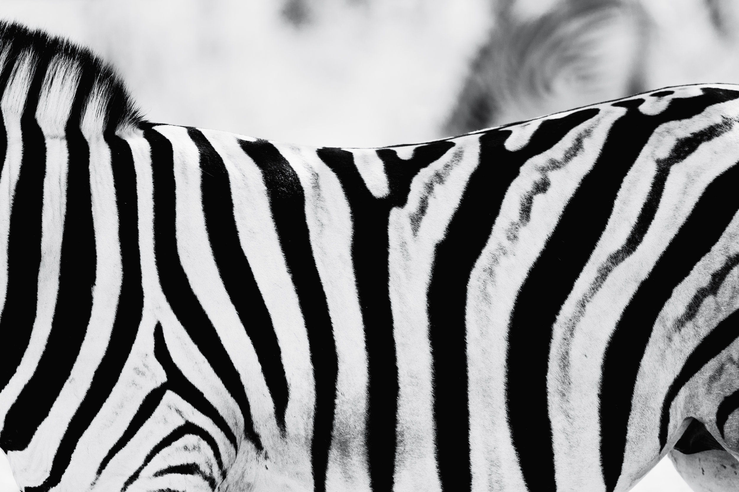 Stripes. Etosha, Namibia (Aug. 2019)