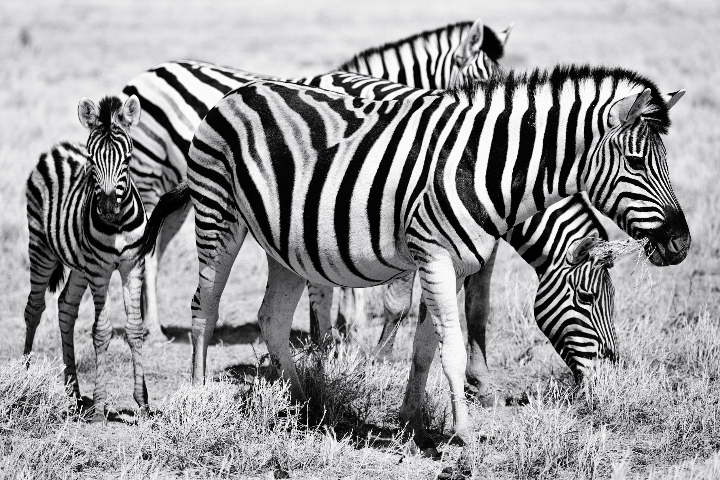 Zebra Gathering. Etosha, Namibia (Aug. 2019)