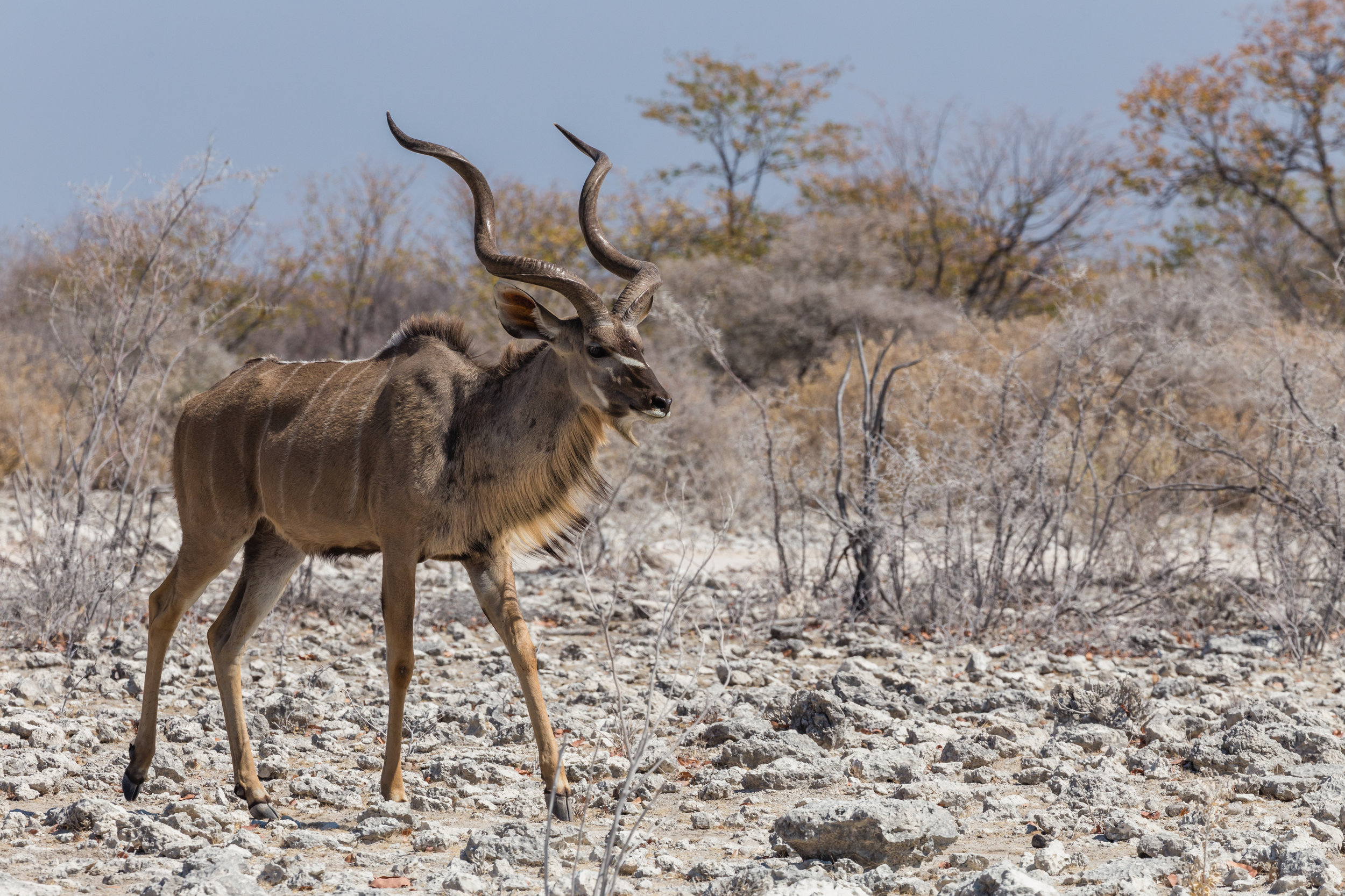 Kudu Crossing. Etosha, Namibia (Aug. 2019)