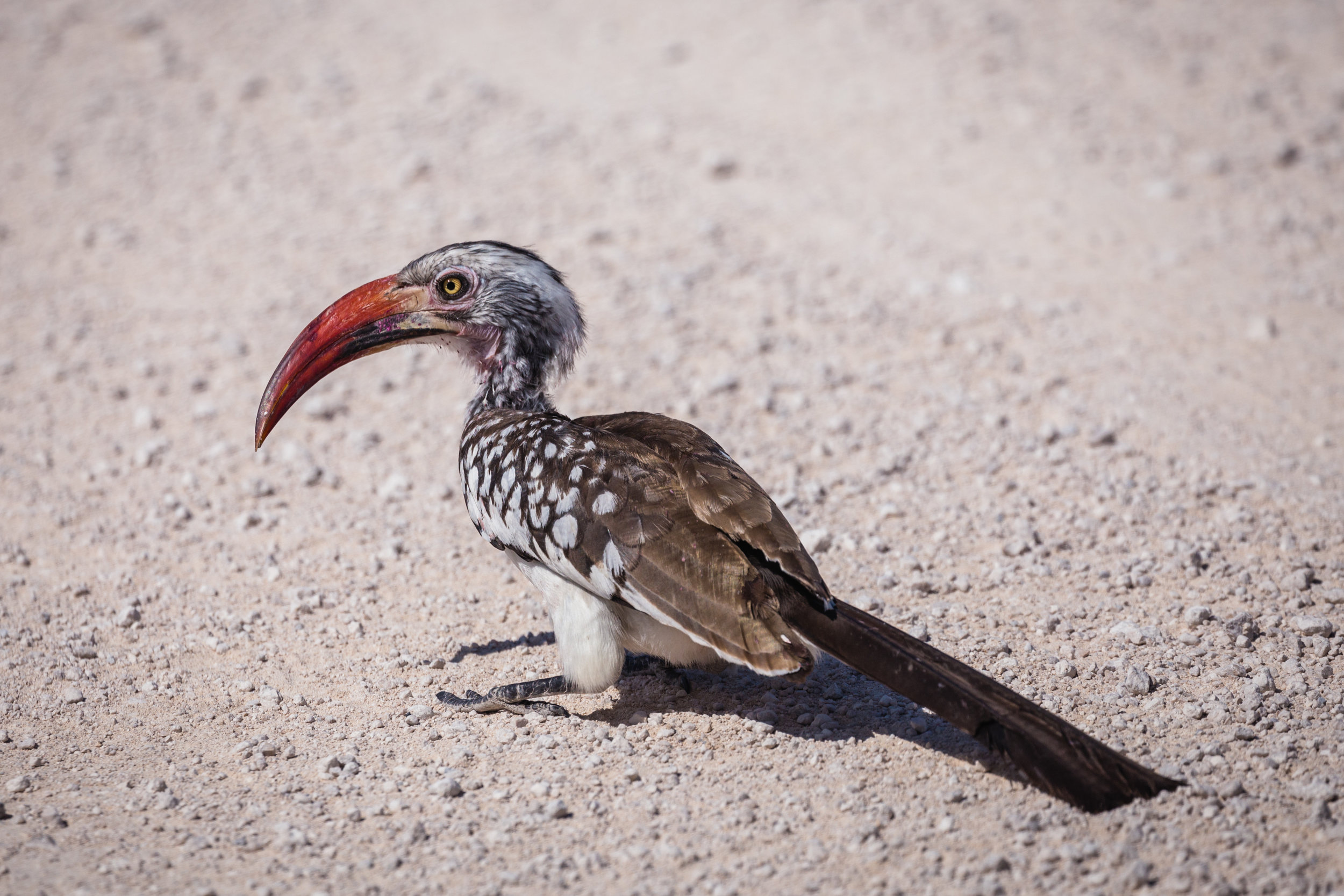 Hornbill. Etosha, Namibia (Aug. 2019)