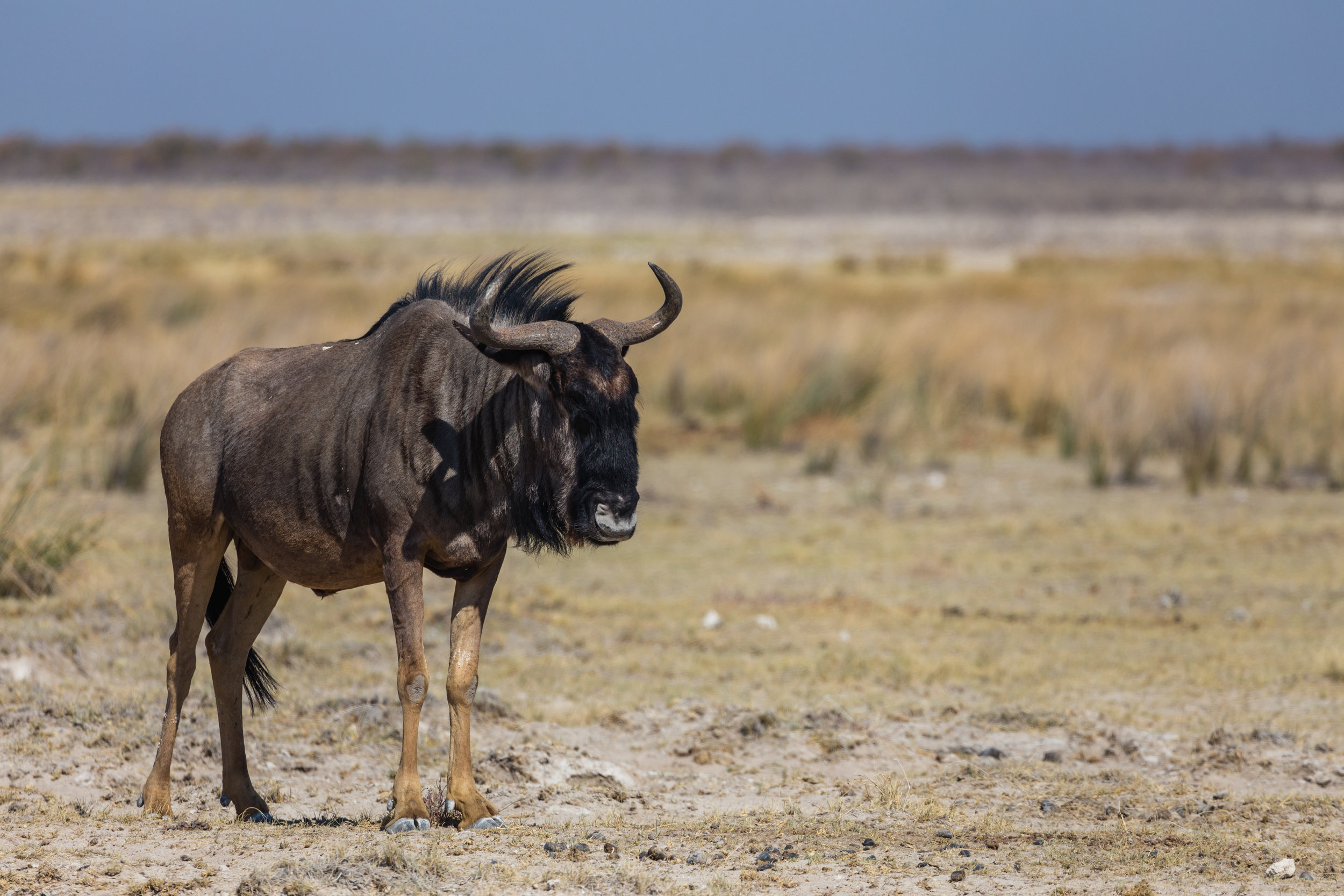 Wildebeest. Etosha, Namibia (Aug. 2019)