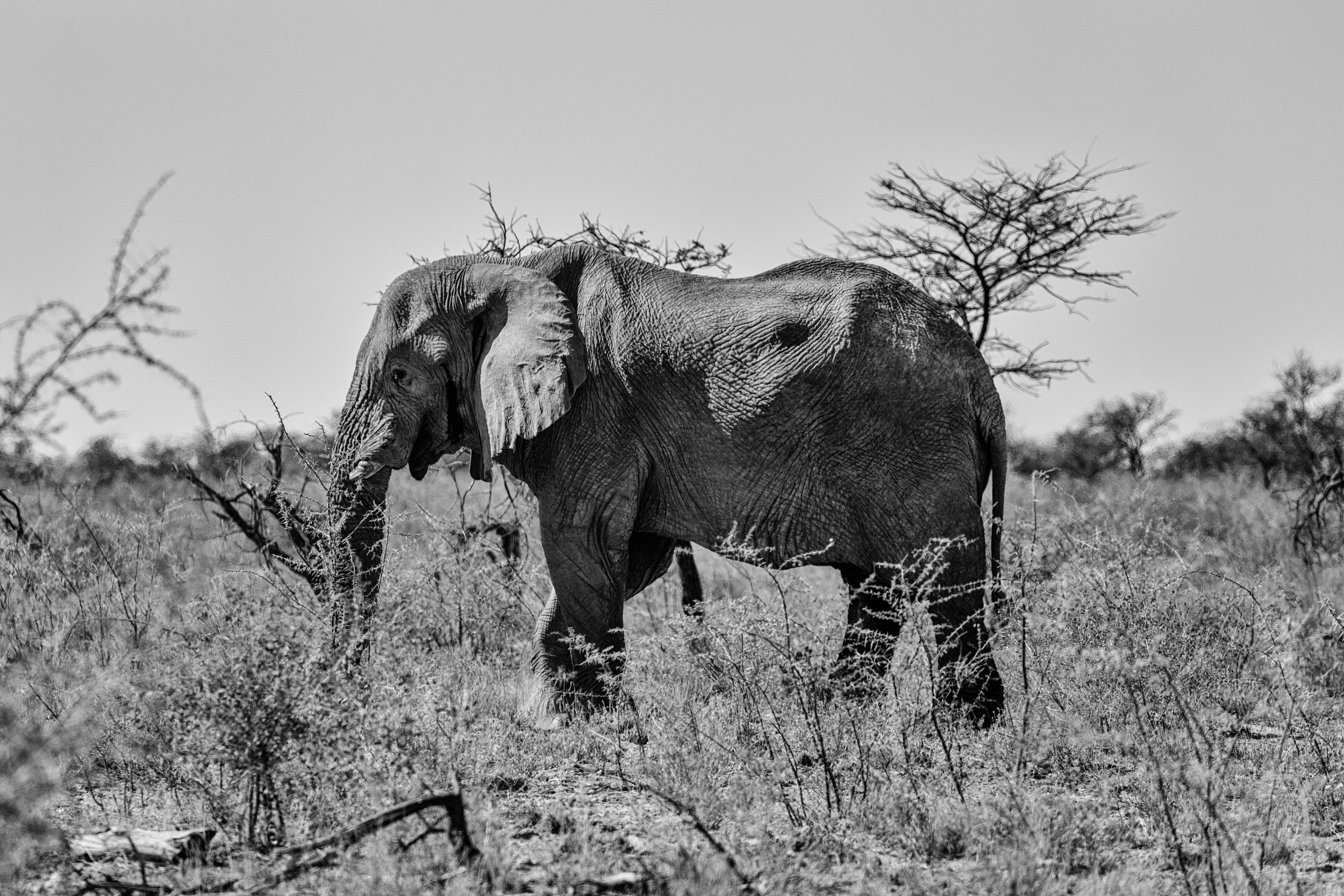 Elephant Beauty. Etosha, Namibia (Aug. 2019)