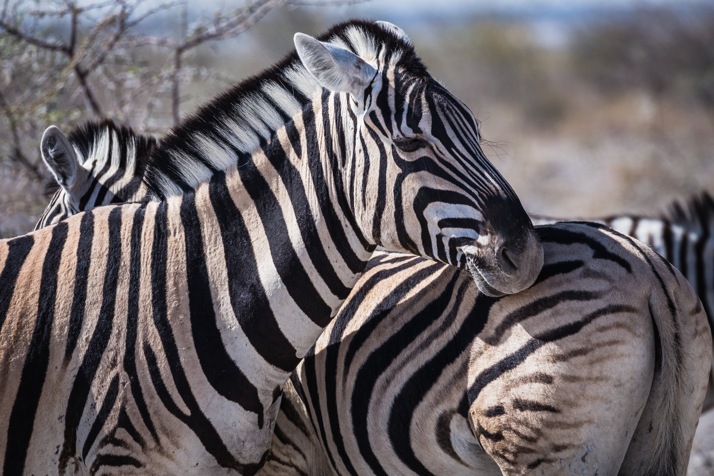 Zebra Huddle. Etosha, Namibia (Aug. 2019)