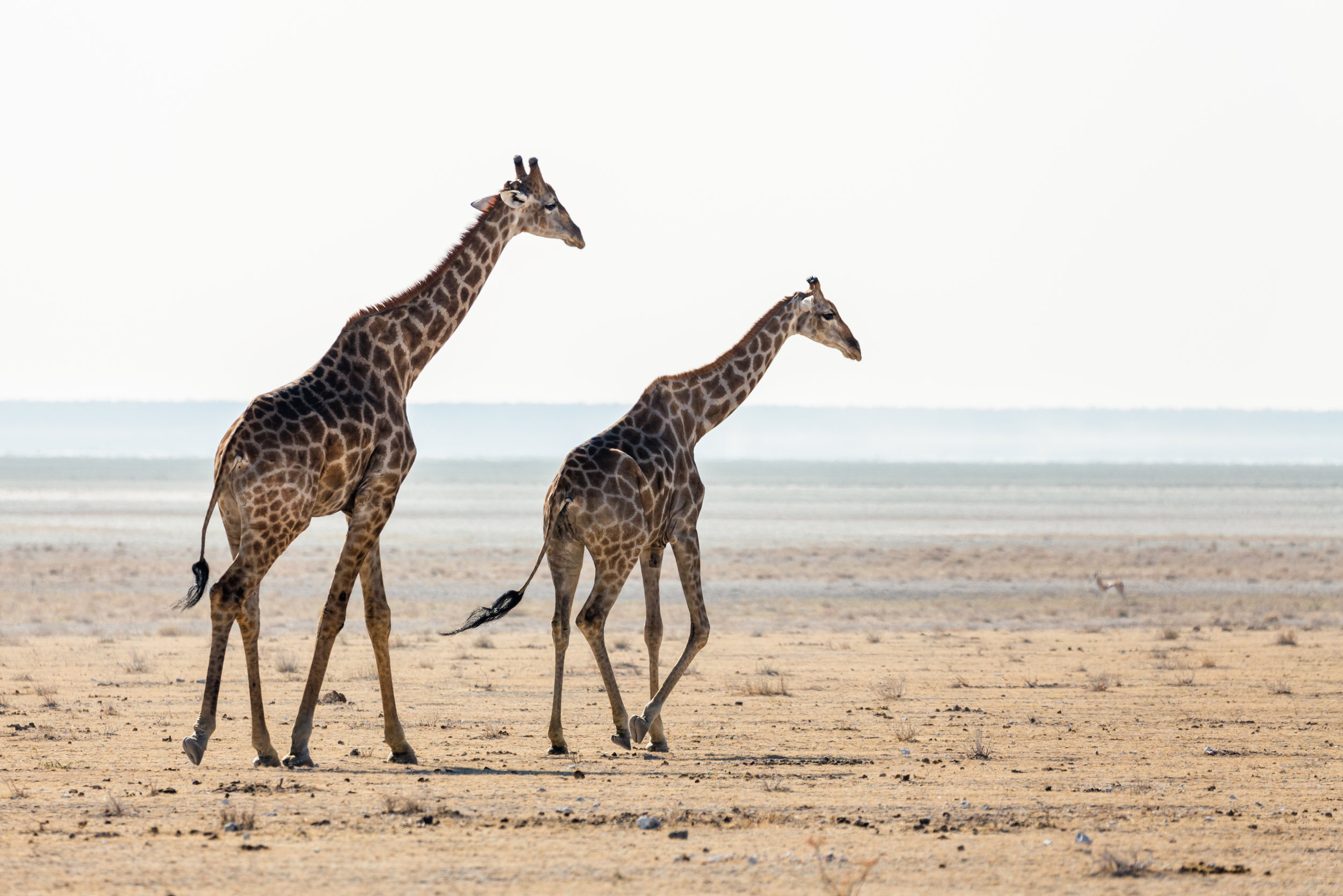 Across The Pan. Etosha, Namibia (Aug. 2019)