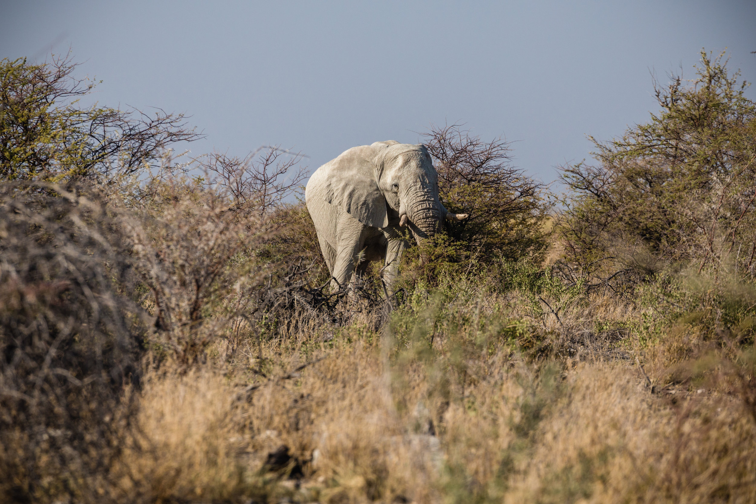 Elephant Sighting. Etosha, Namibia (Aug. 2019)