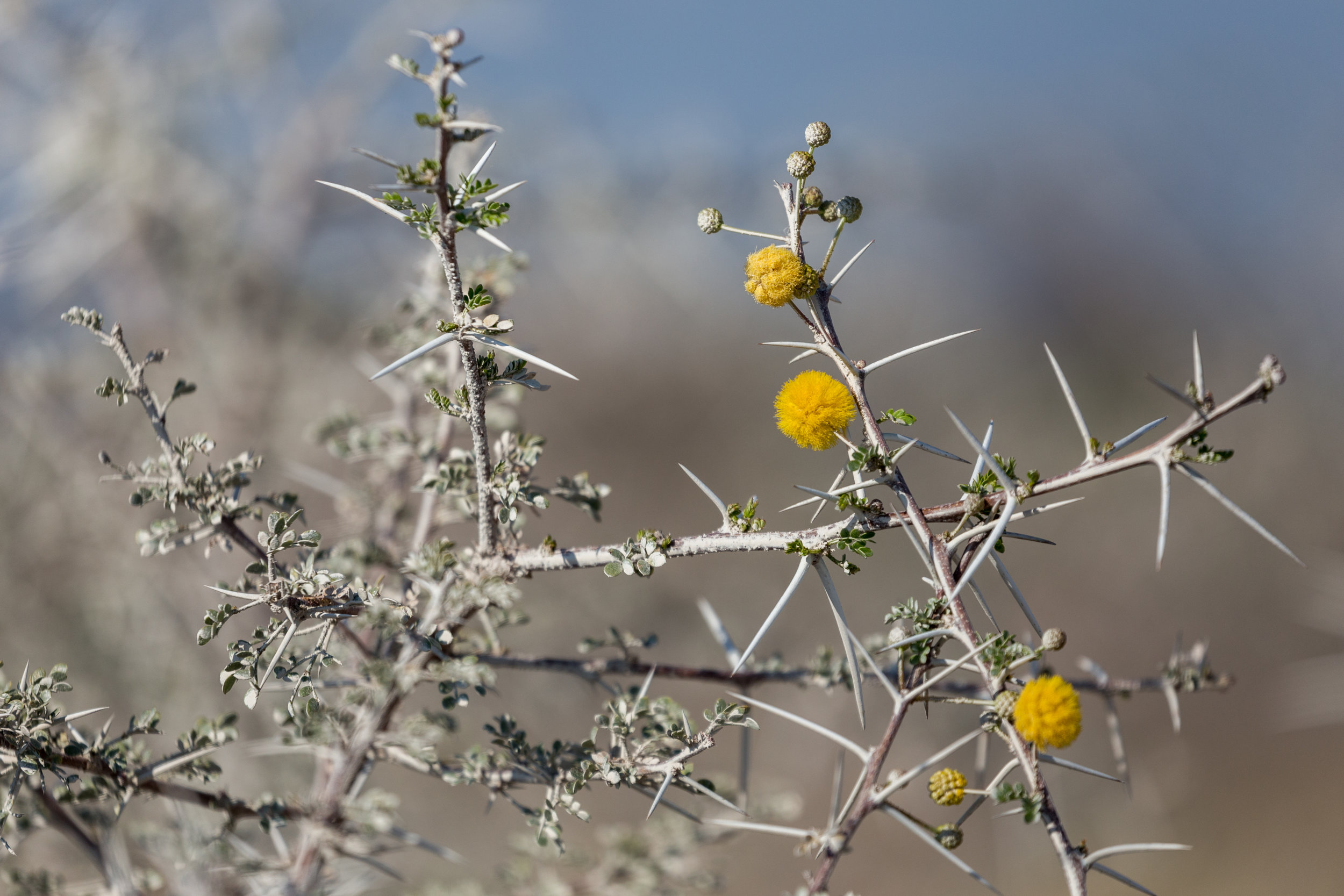 Giraffe Thorn. Etosha, Namibia (Aug. 2019)