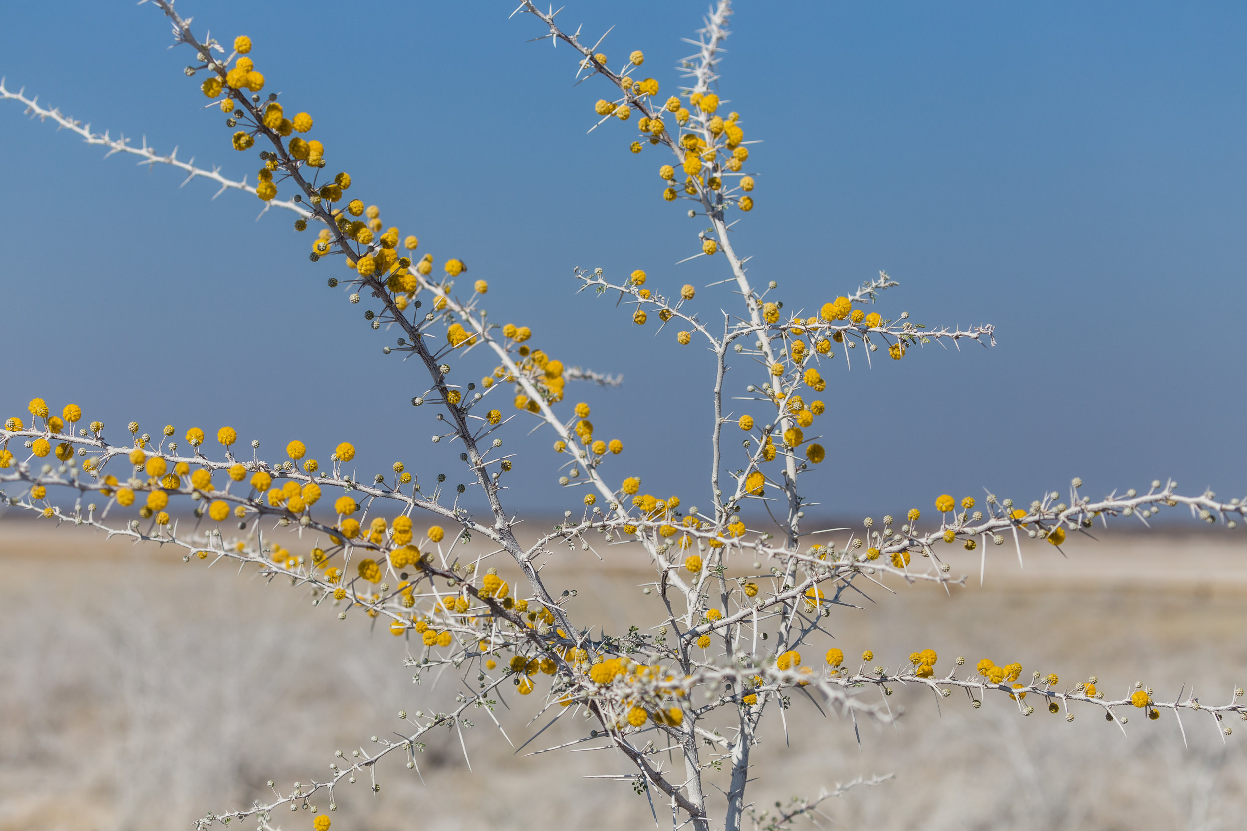 Desert Bloom. Etosha, Namibia (Aug. 2019)