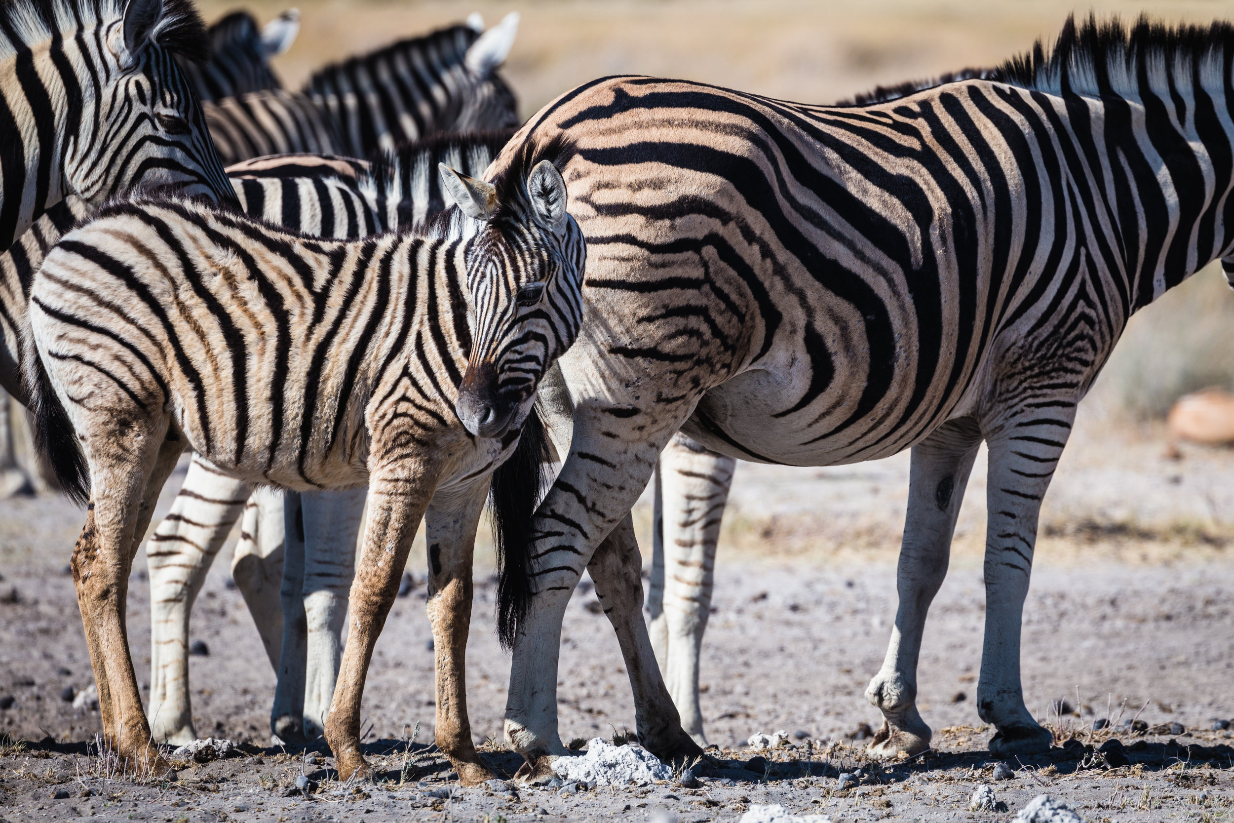 Looking Back. Etosha, Namibia (Aug. 2019)