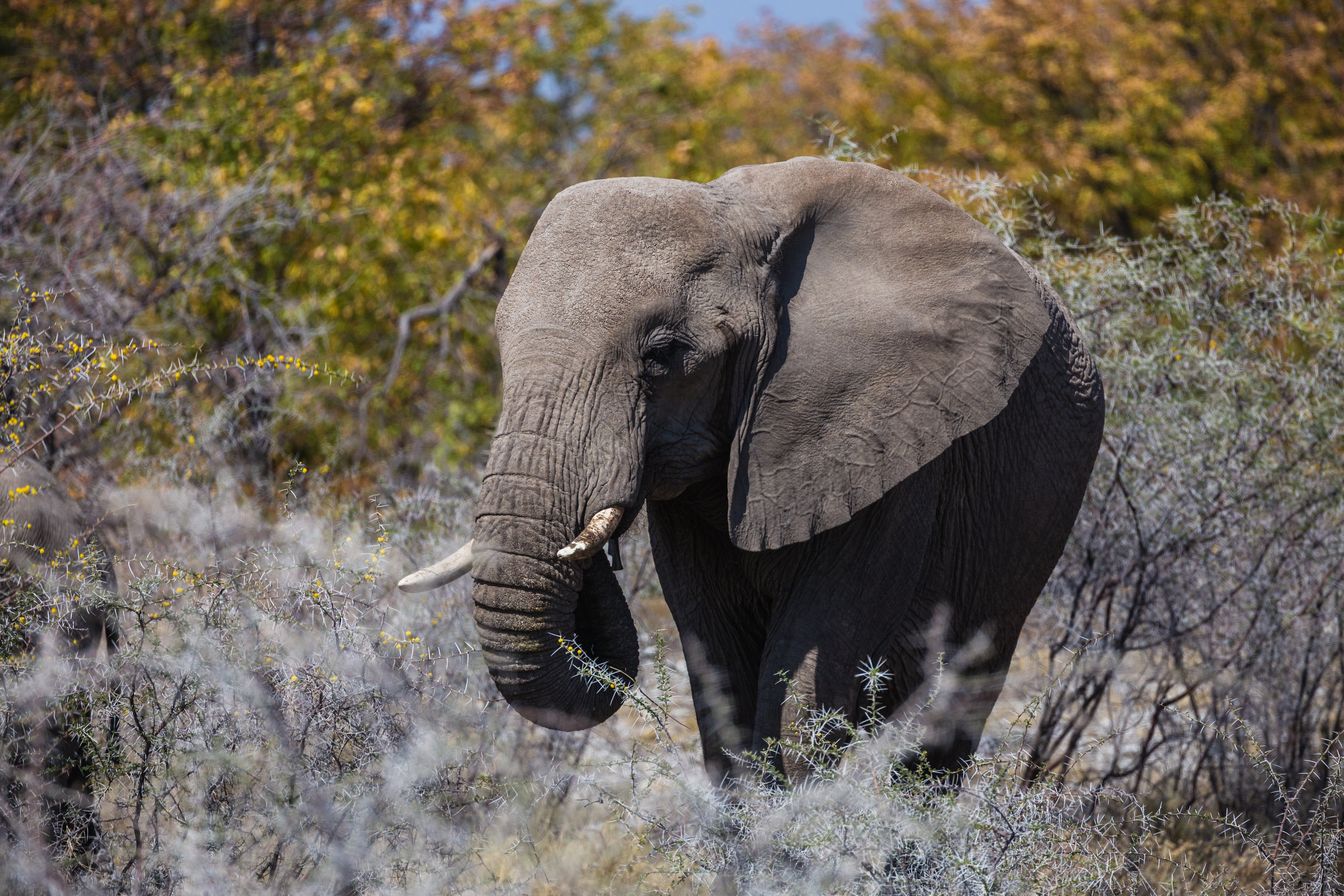 Grazing Elephant. Etosha, Namibia (Aug. 2019)