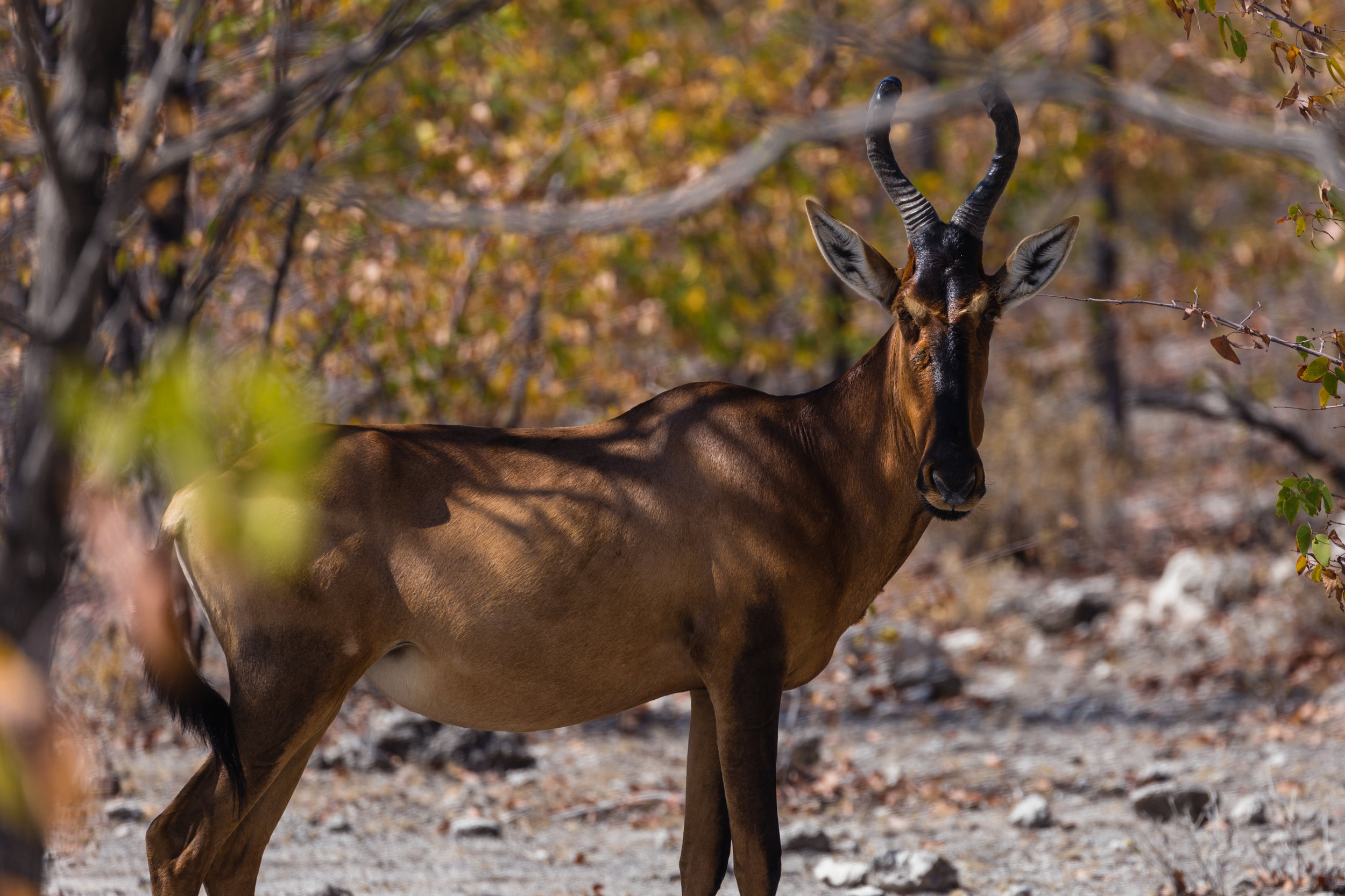 Hartebeest. Etosha, Namibia (Aug. 2019)