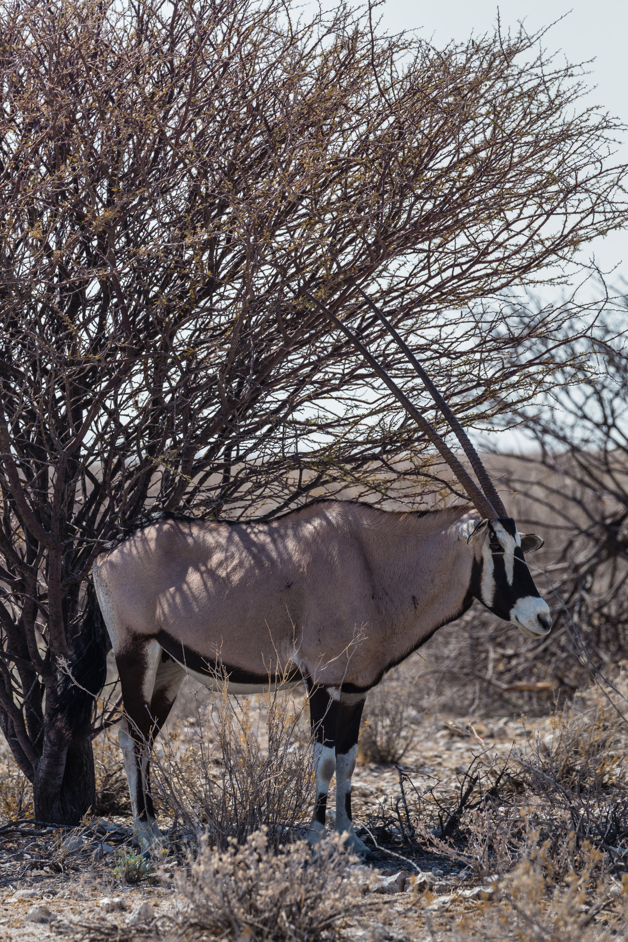 Oryx In Shade. Etosha, Namibia (Aug. 2019)