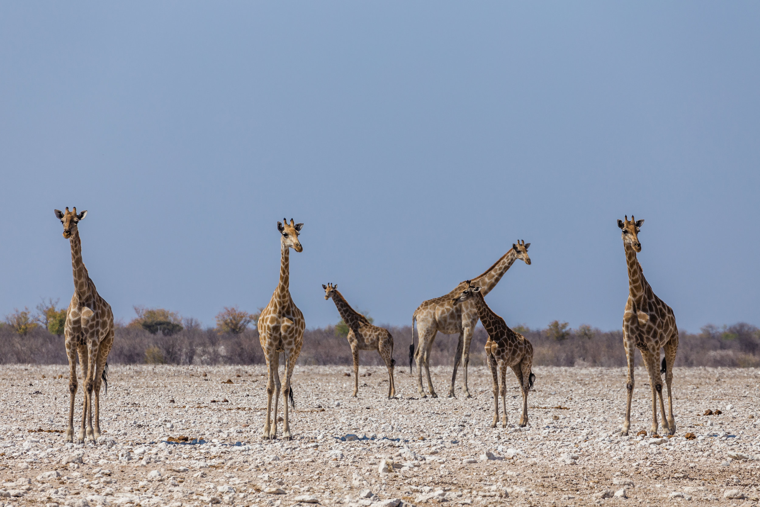 Formation. Etosha, Namibia (Aug. 2019)