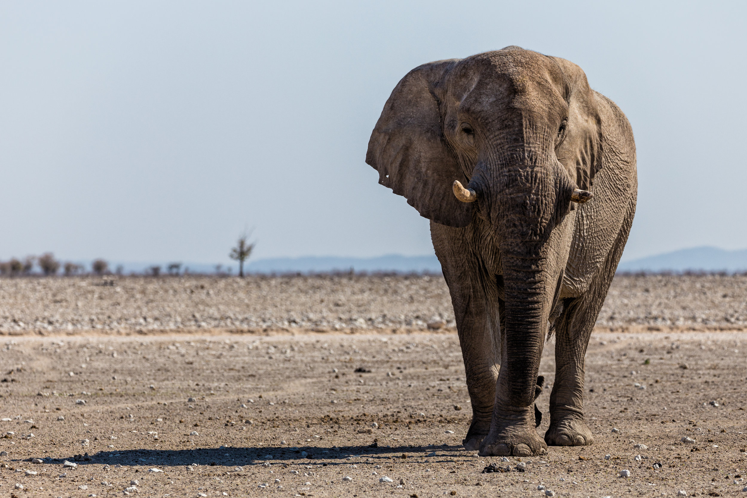 Elephant On The Pan. Etosha, Namibia (Aug. 2019)
