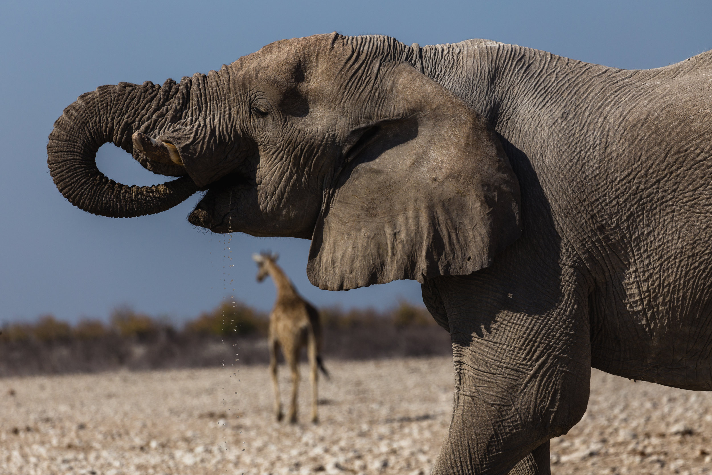 Long Drink. Etosha, Namibia (Aug. 2019)