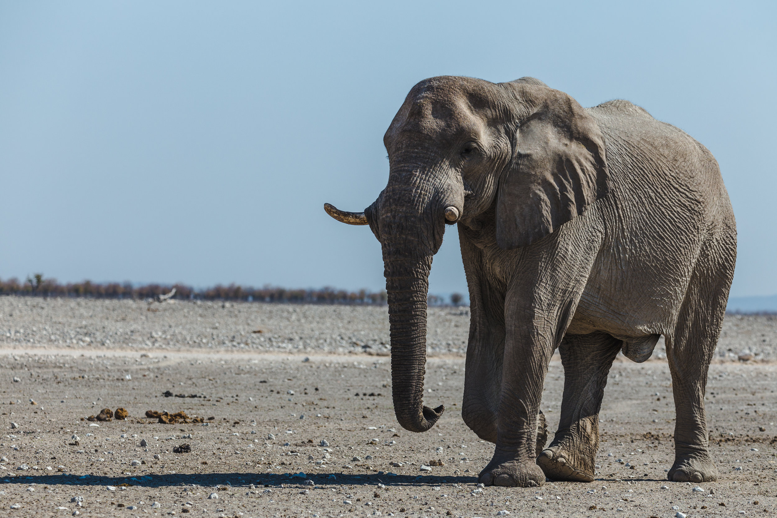 Waterhole Approach. Etosha, Namibia (Aug. 2019)