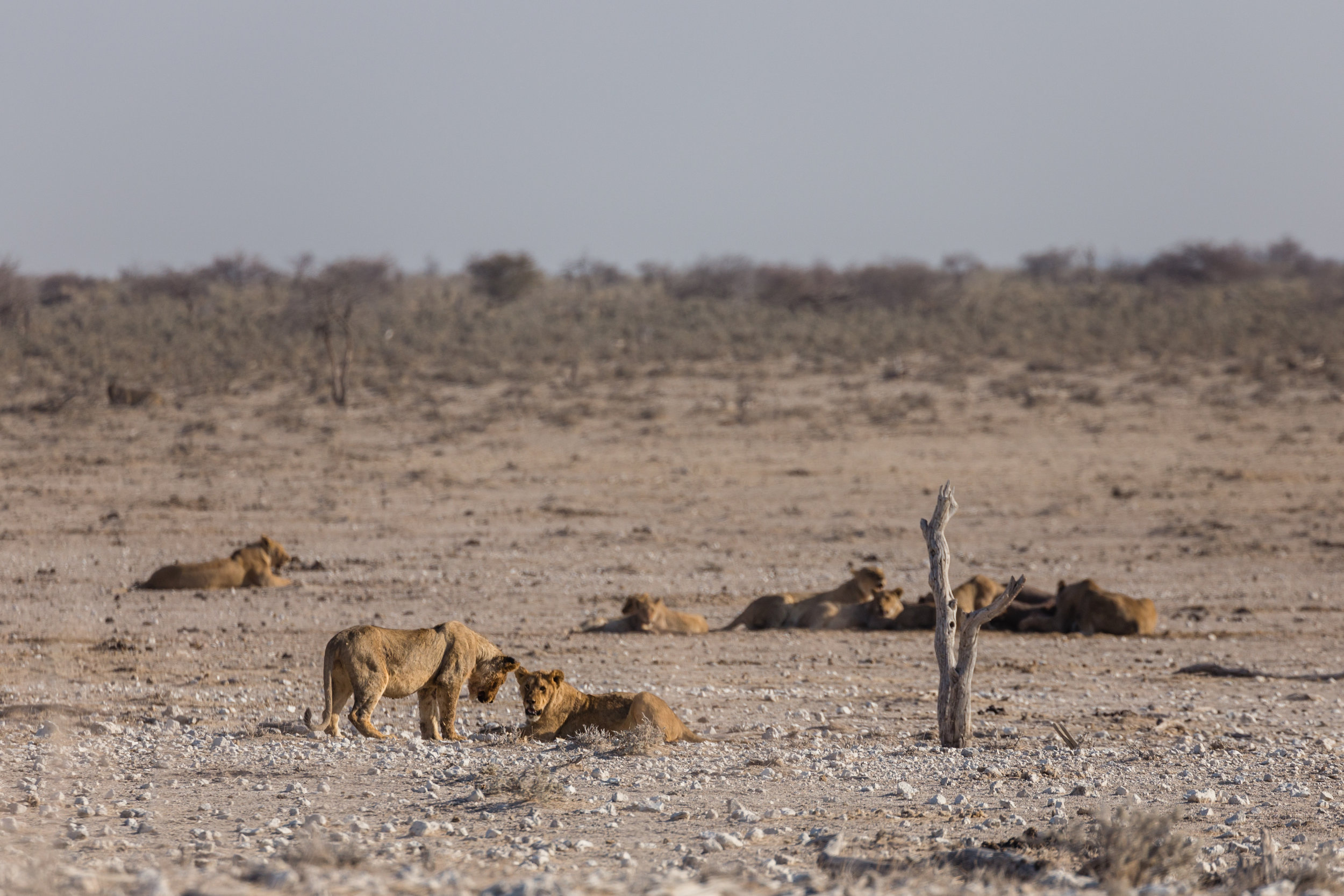 Lion' Around. Etosha, Namibia (Aug. 2019)