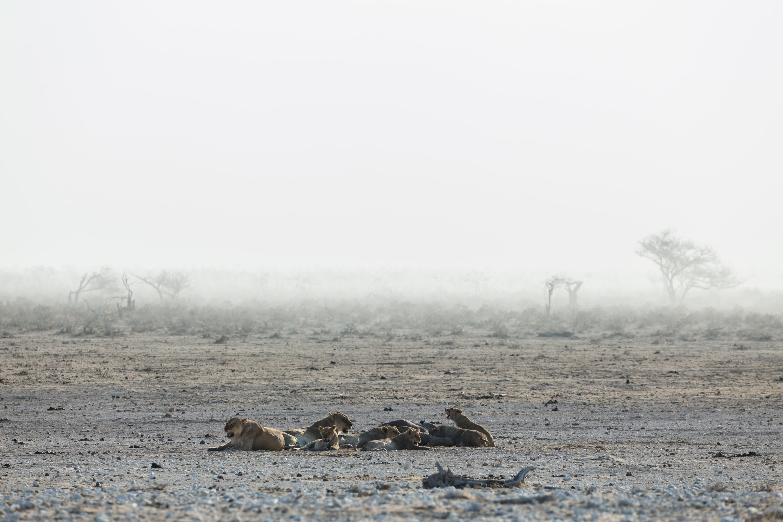 Lions On The Pan. Etosha, Namibia (Aug. 2019)