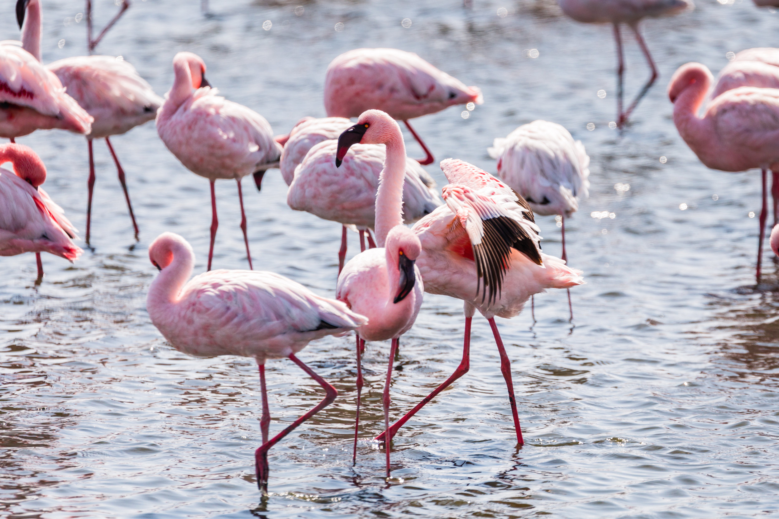 Flamingo March. Walvis Bay, Namibia (Aug. 2019)