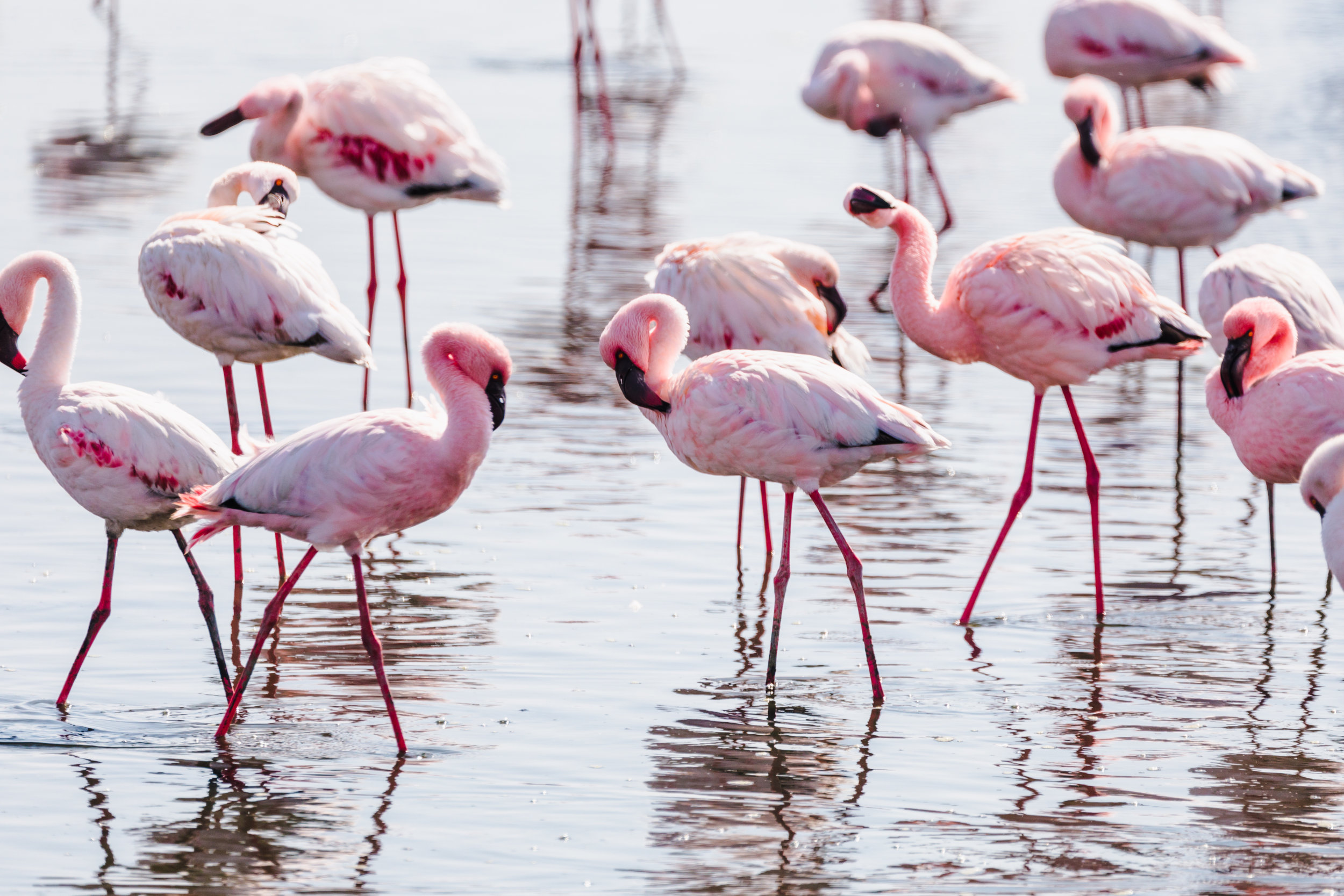 Flamingos In Conversation. Walvis Bay, Namibia (Aug. 2019)