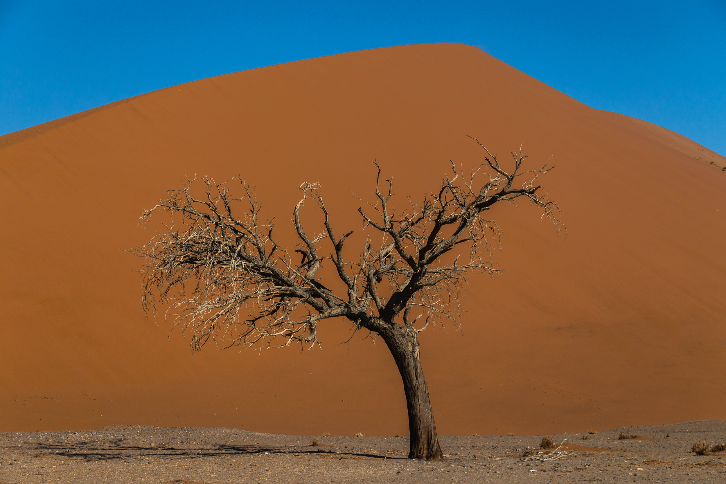 Dune 45. Sossusvlei, Namibia (Aug. 2019)