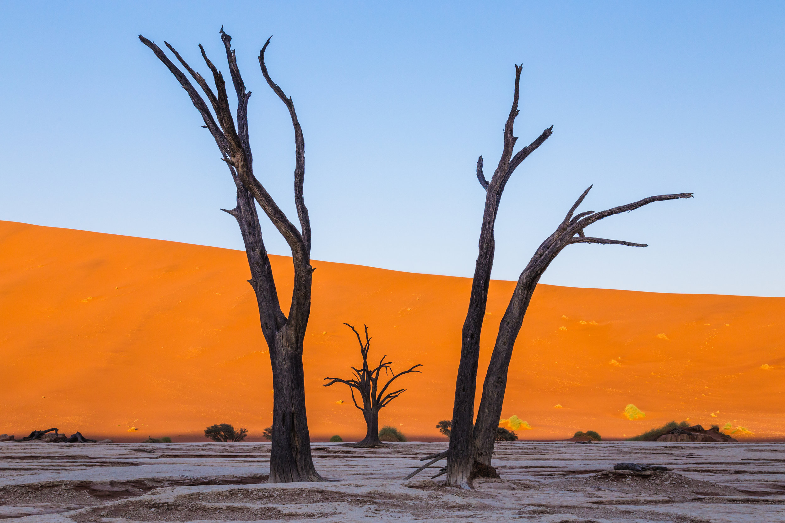 Tree Perspectives.  Deadvlei, Namibia (Aug. 2019)
