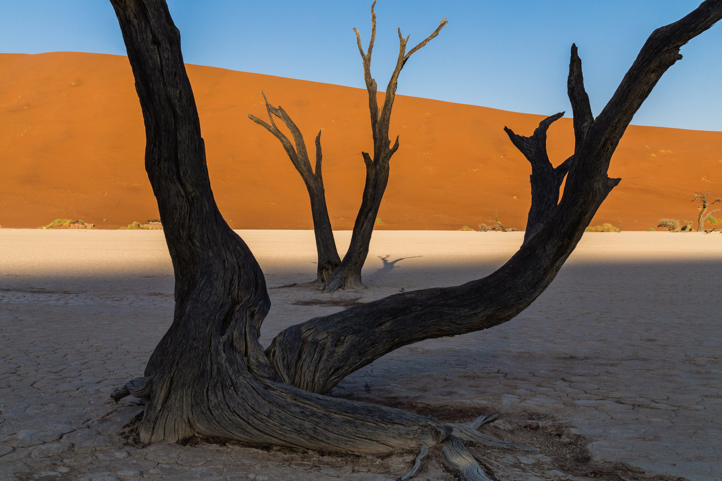 Stacked Trees. Deadvlei, Namibia (Aug. 2019)