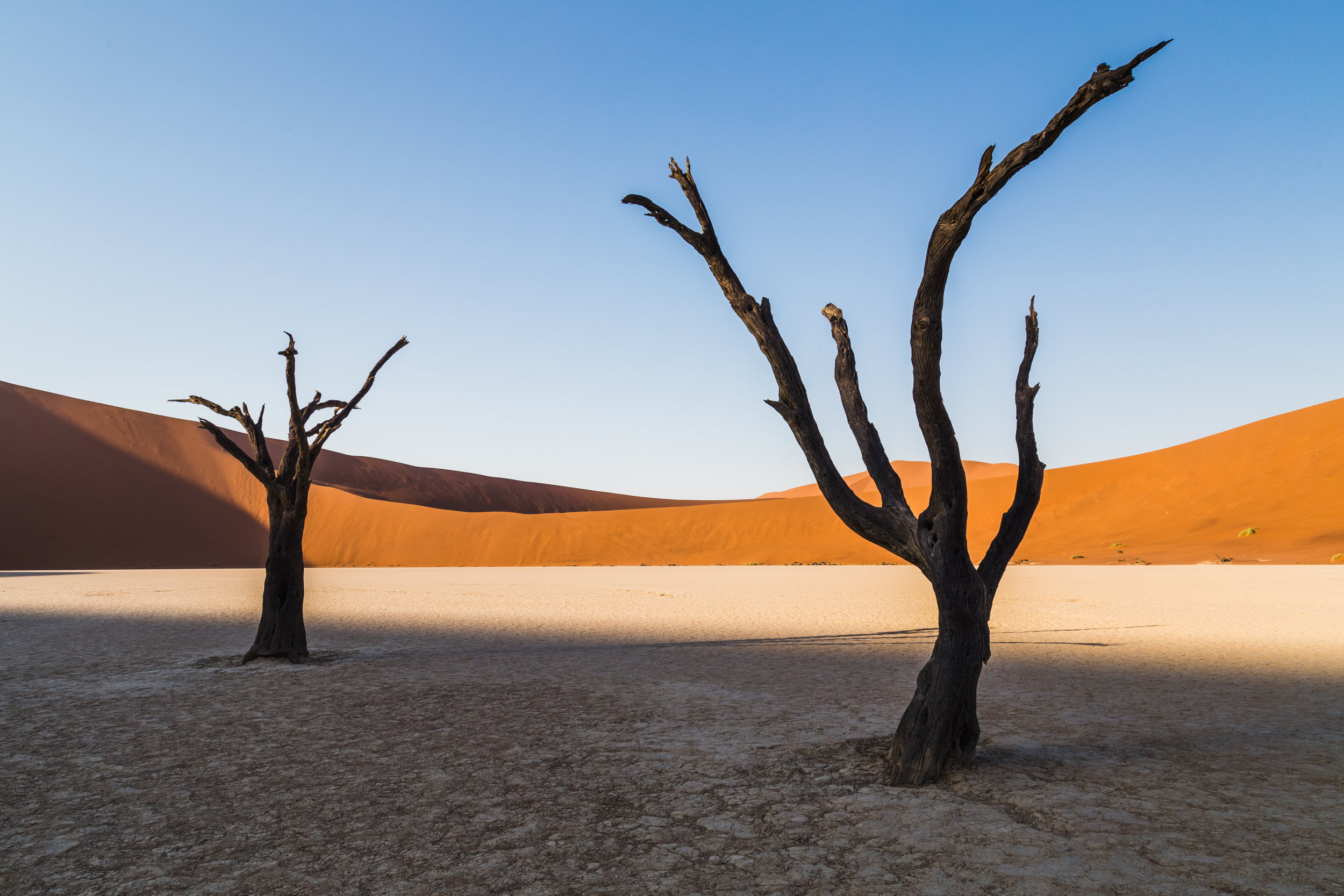 Sunrise Standoff. Deadvlei, Namibia (Aug. 2019)