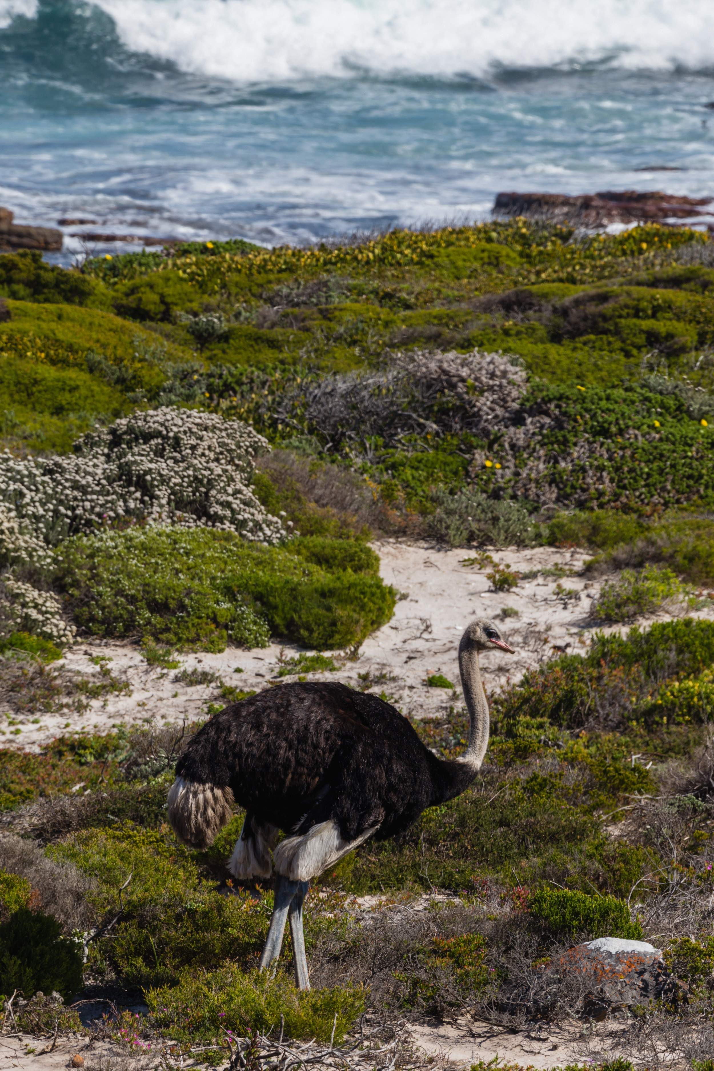 Cape Ostrich. Cape Of Good Hope, South Africa (Aug. 2019)