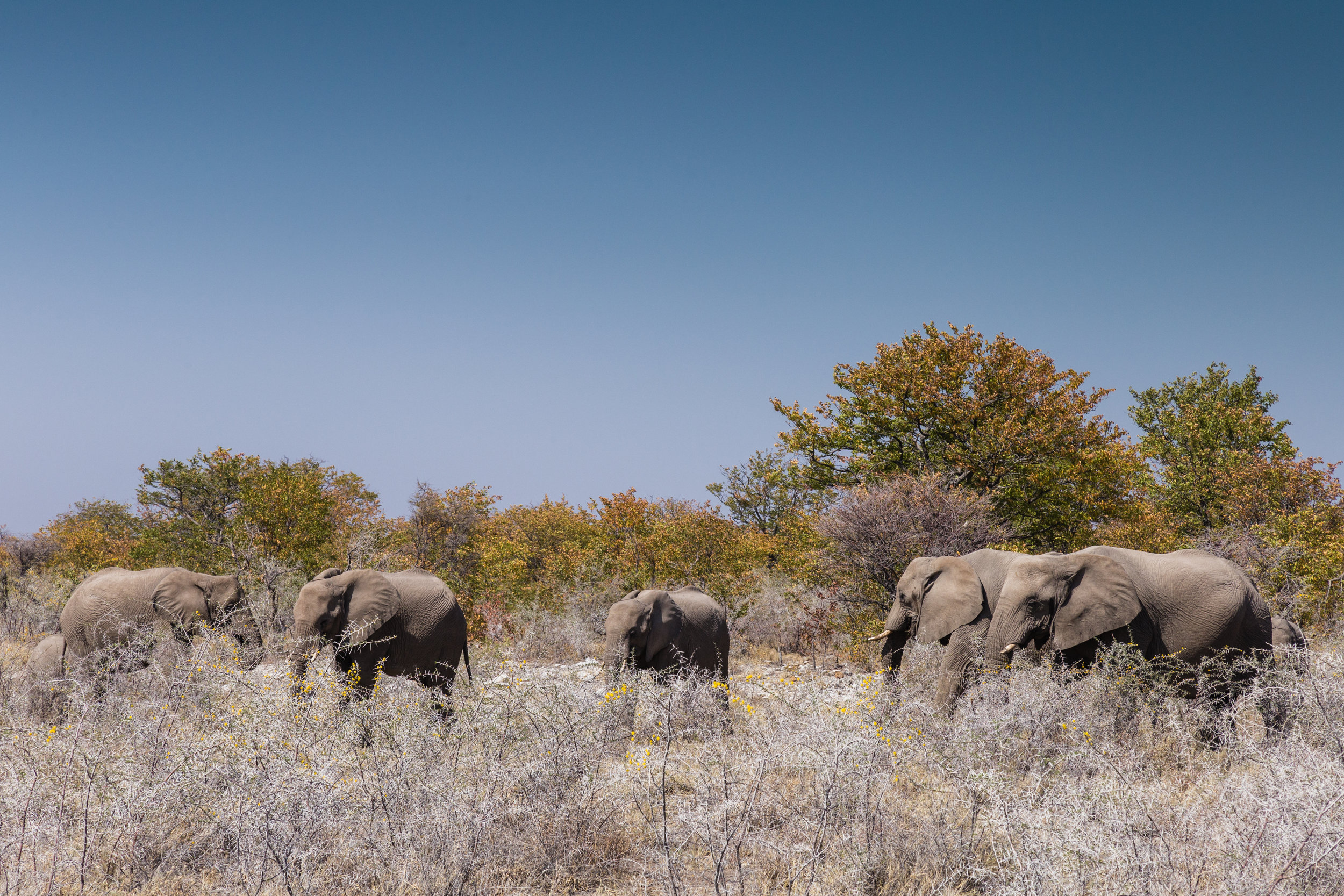 Elephant Gathering. Etosha, Namibia (Aug. 2019)