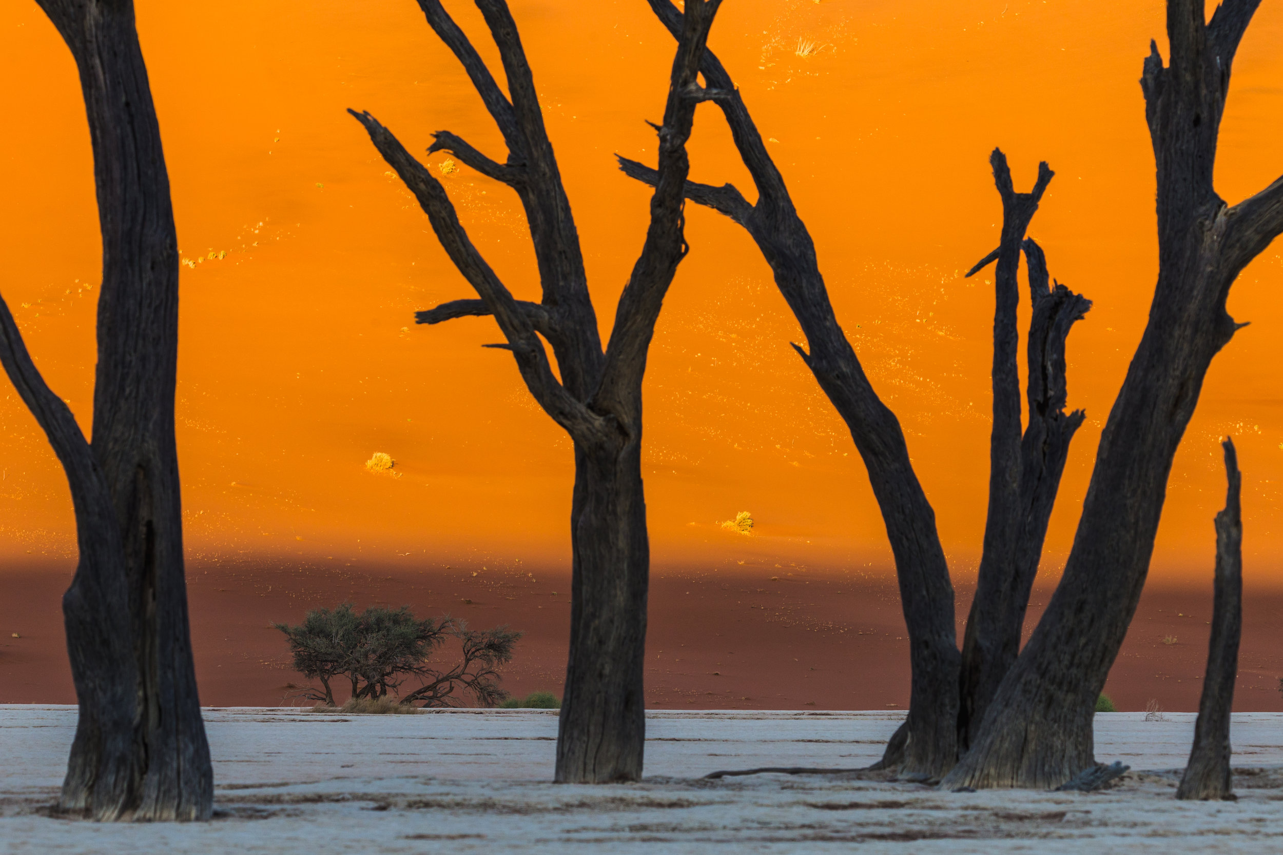 Deadvlei Morning. Deadvlei, Namibia (Aug. 2019)