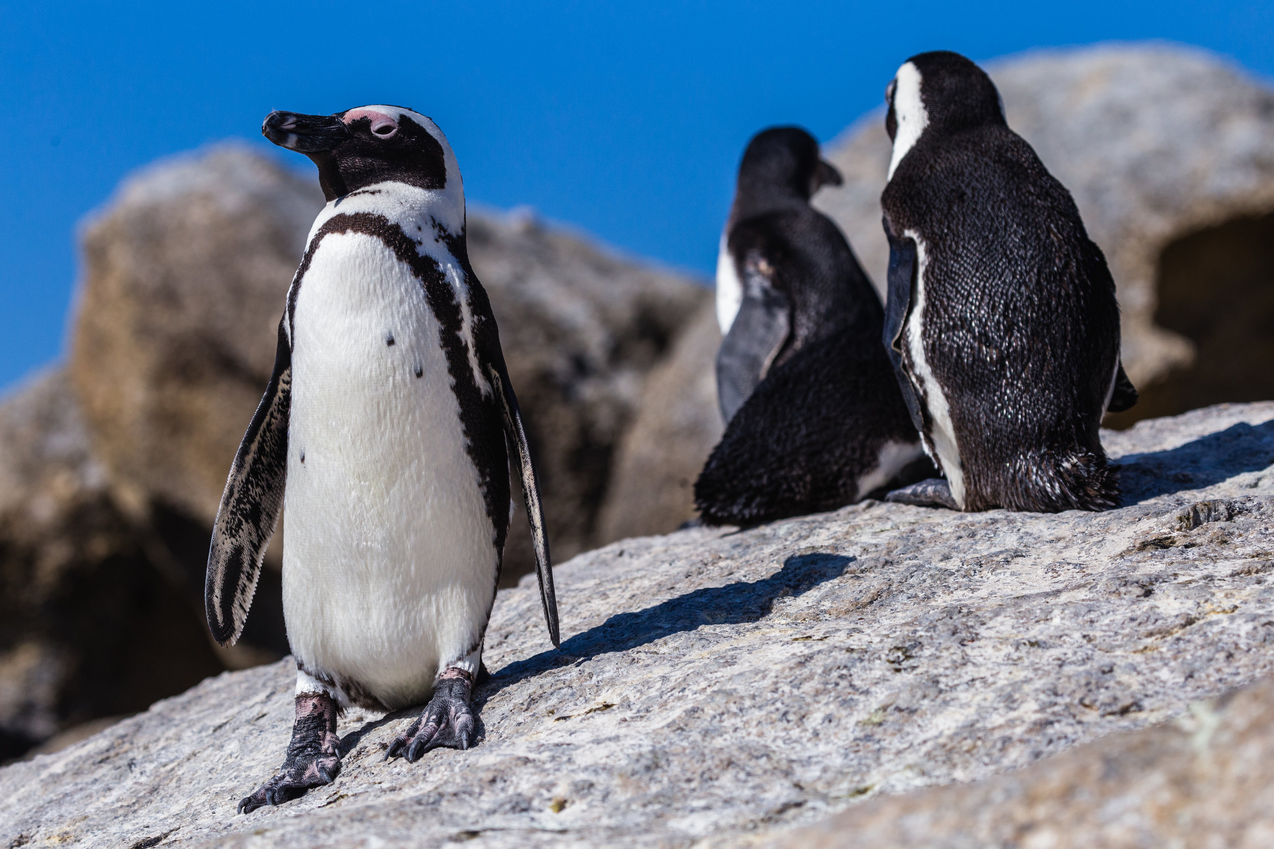 Penguin Watch. Boulders Beach, South Africa (Aug. 2019)