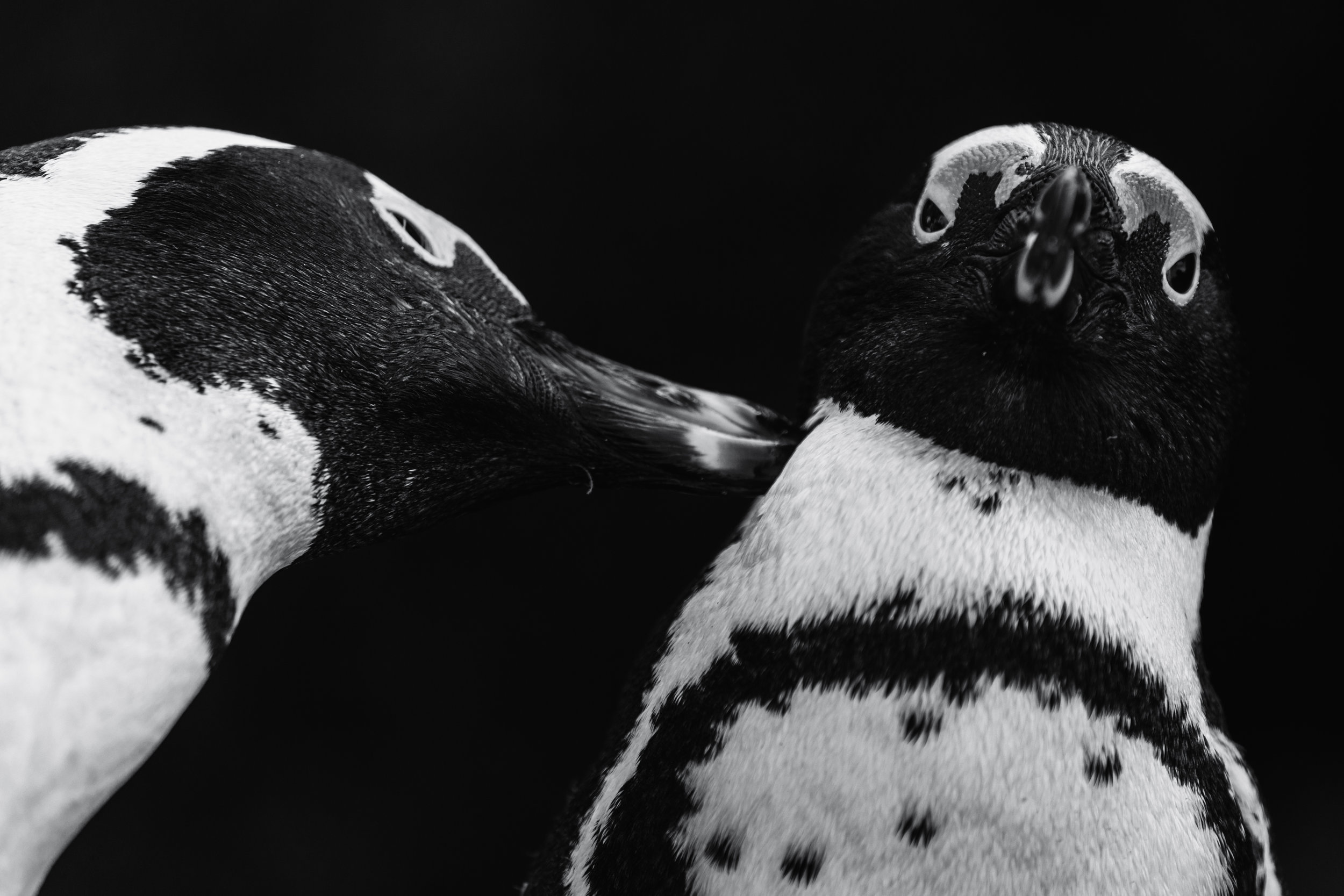 Amused? Boulders Beach, South Africa (Aug. 2019)