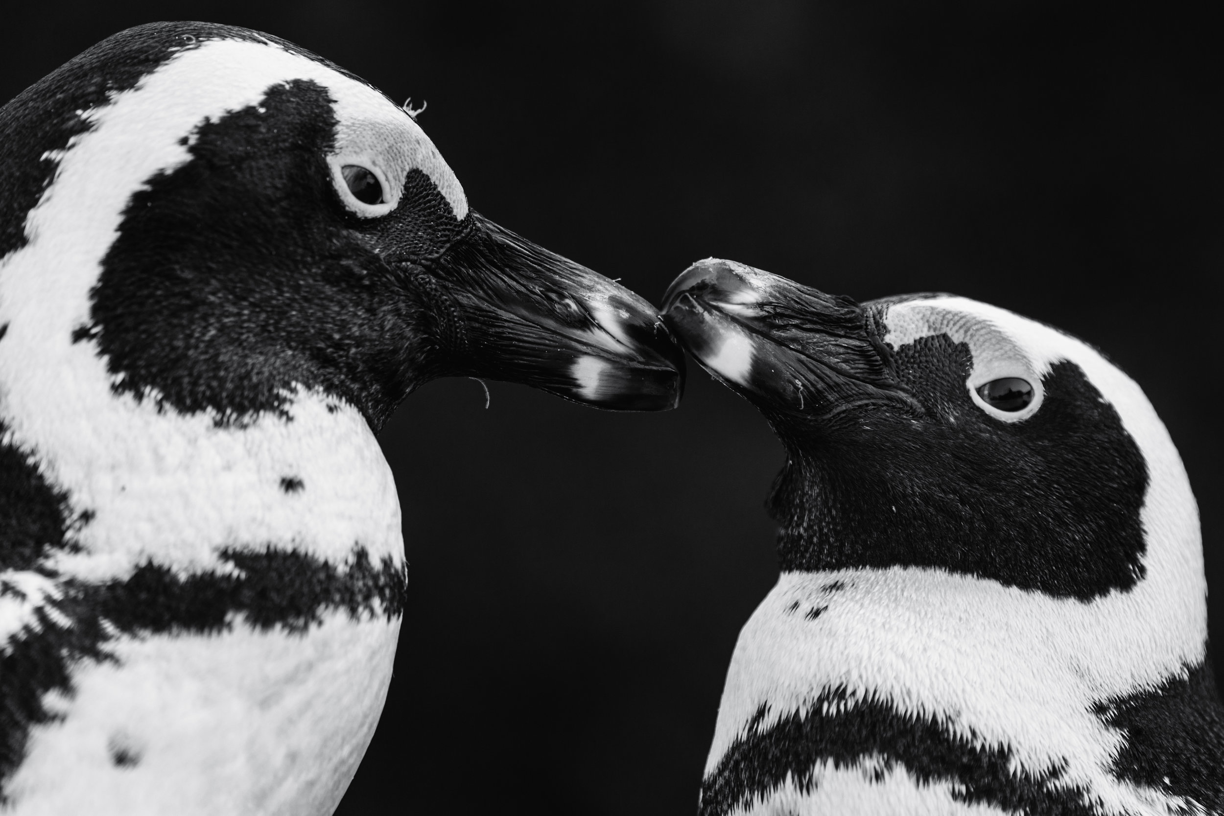 Penguin Peck. Boulders Beach, South Africa (Aug. 2019)