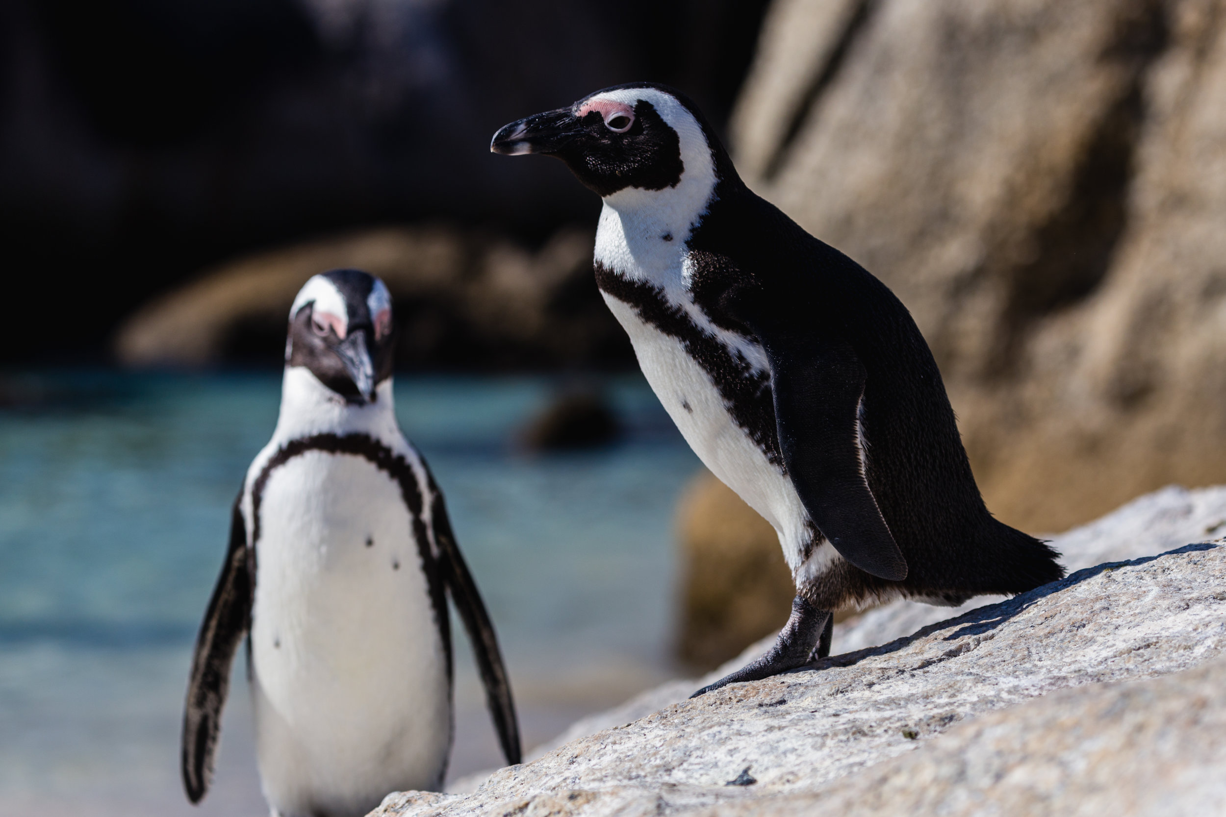 Penguin Pair. Boulders Beach, South Africa (Aug. 2019)