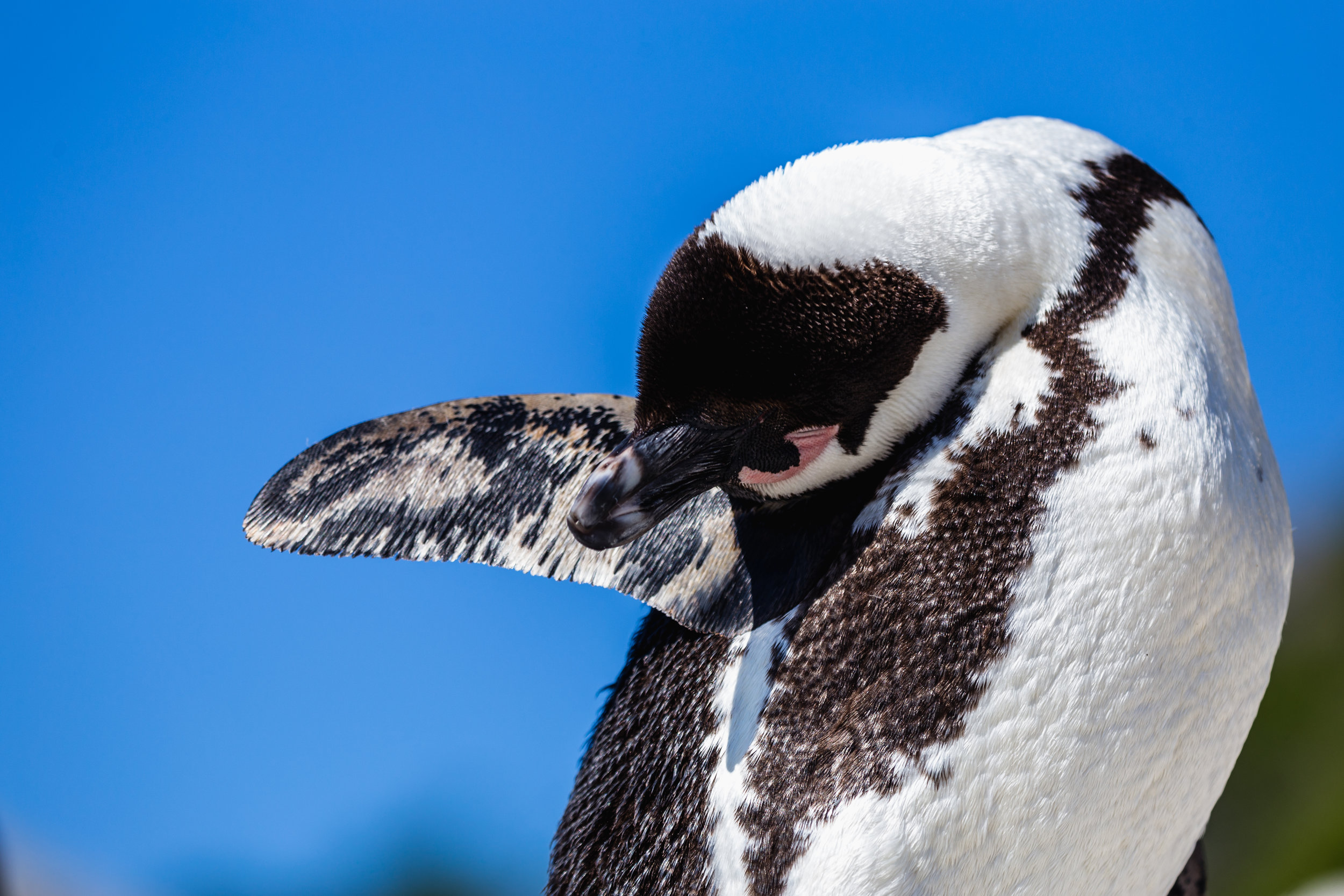 The Drama. Boulders Beach, South Africa (Aug. 2019)