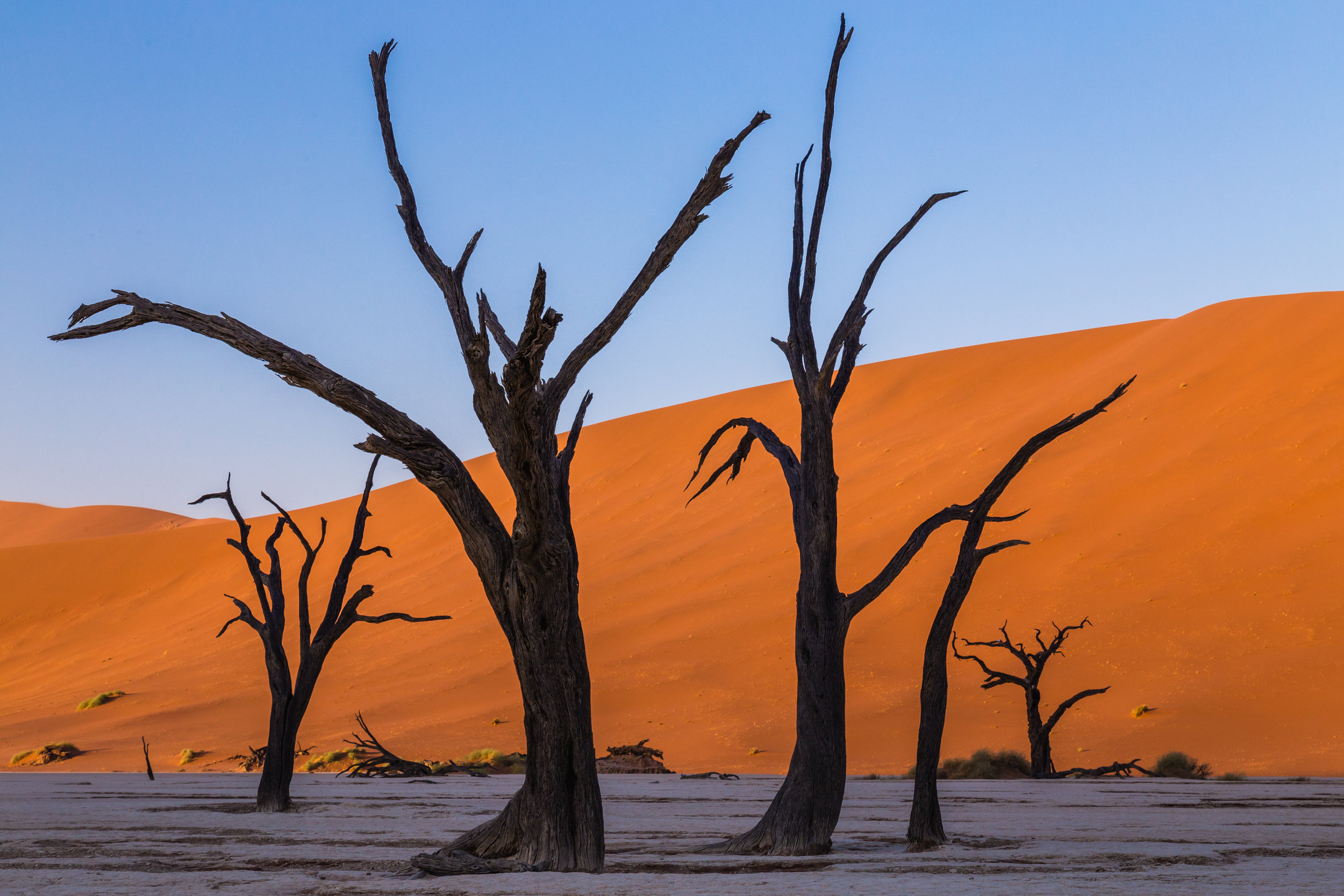 Ancient Trees. Deadvlei, Namibia (Aug. 2019)