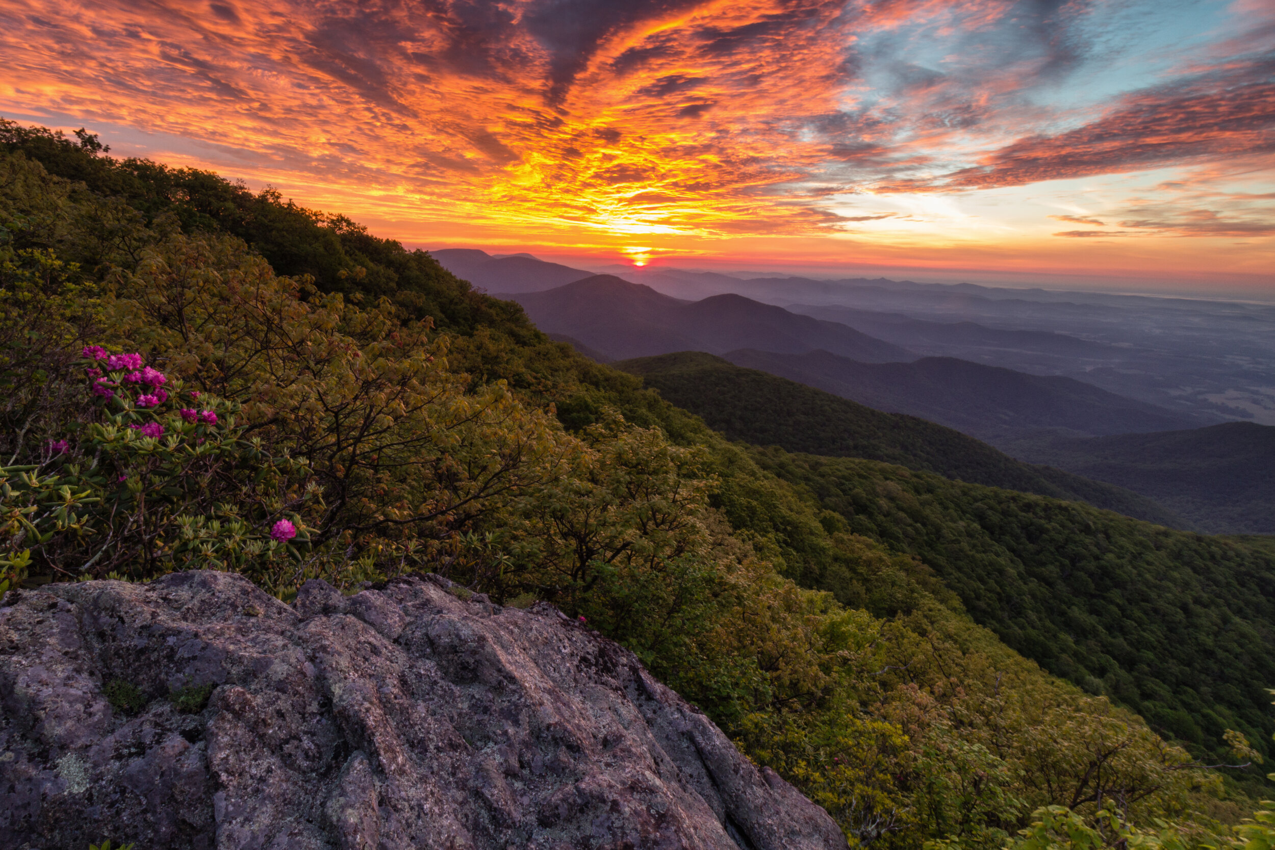 Rhododendron Sunrise. George Washington N.F., Vesuvius, Va. (May 2016)