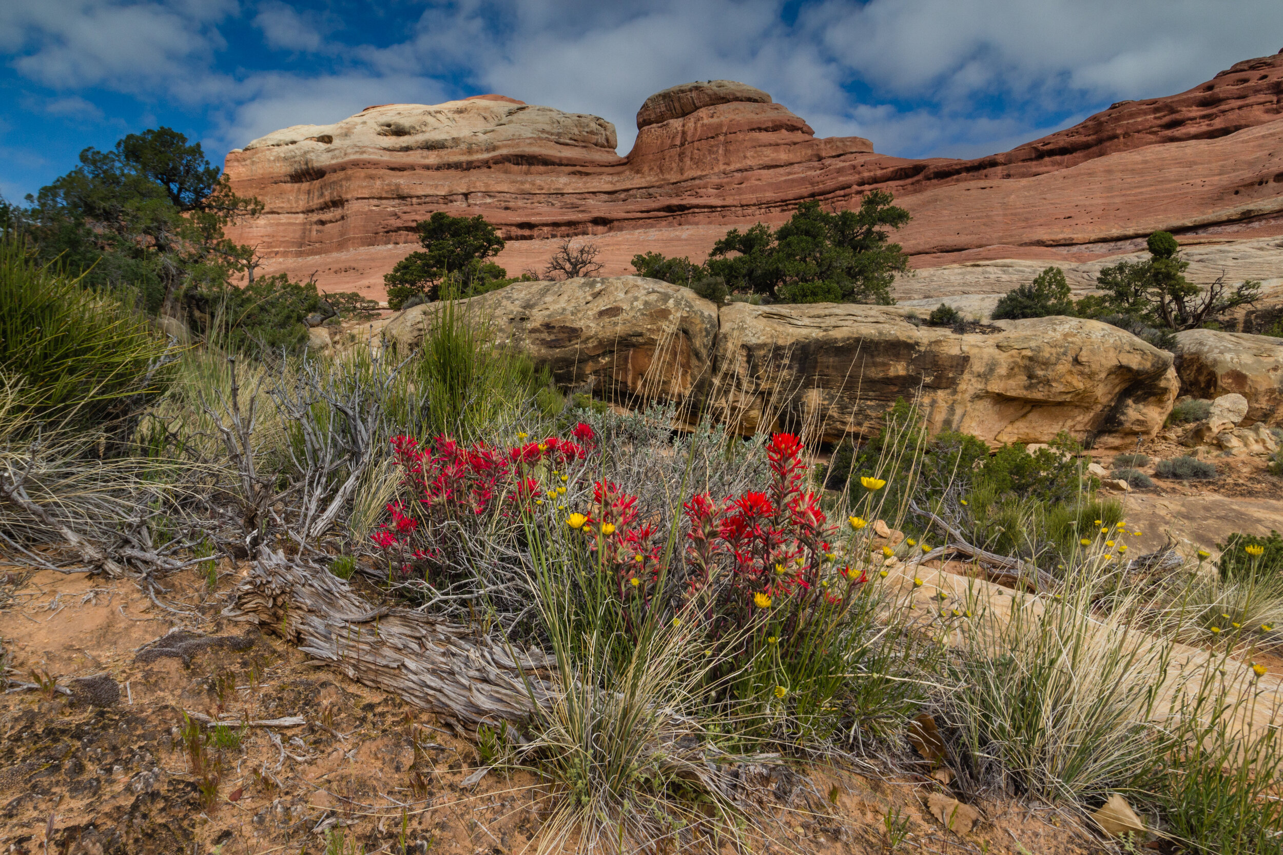 Canyon Bloom, Squaw Canyon. Canyonlands N.P., Utah (Apr. 2016)