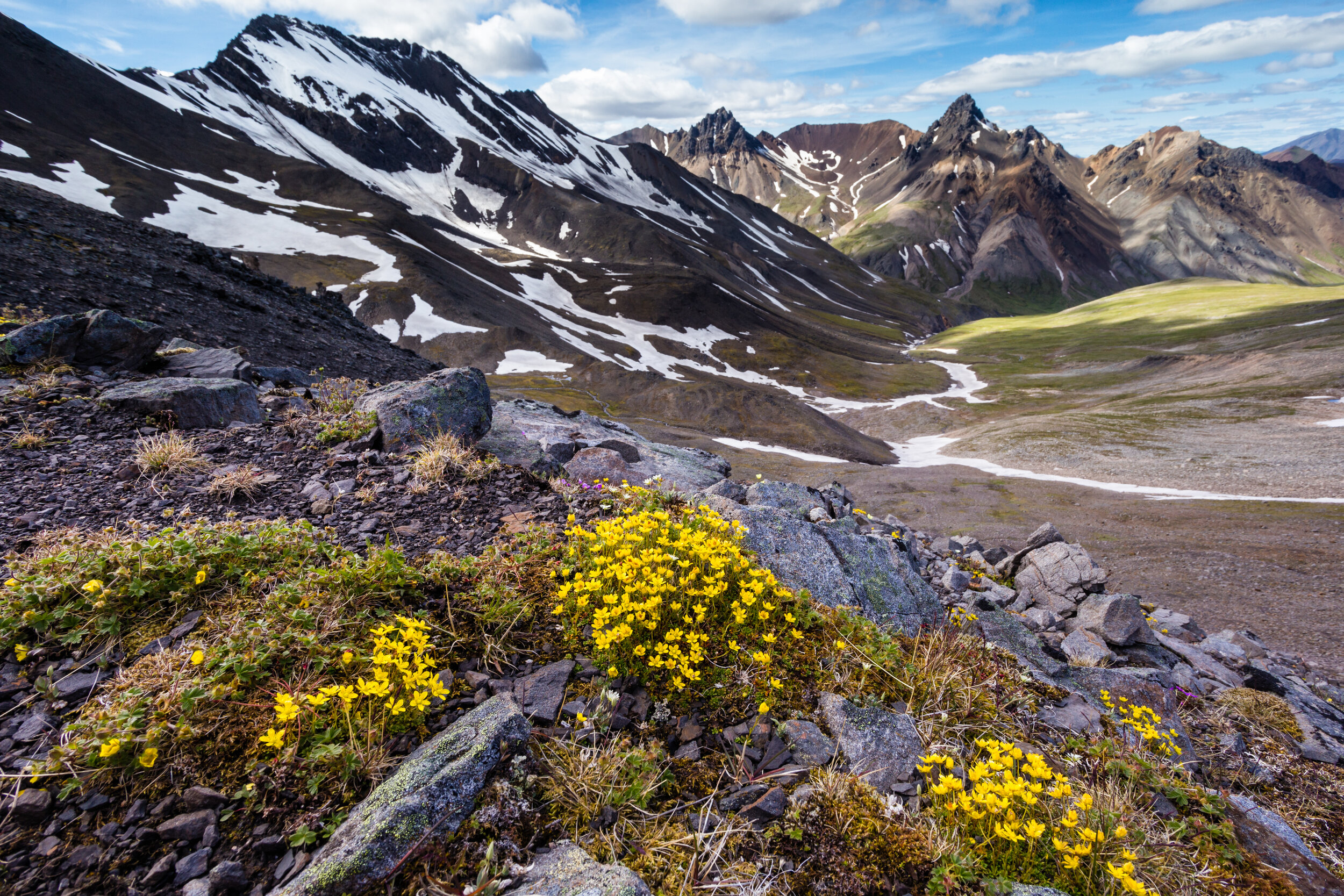 Calico Creek Color. Denali N.P., Alaska (July 2018) 