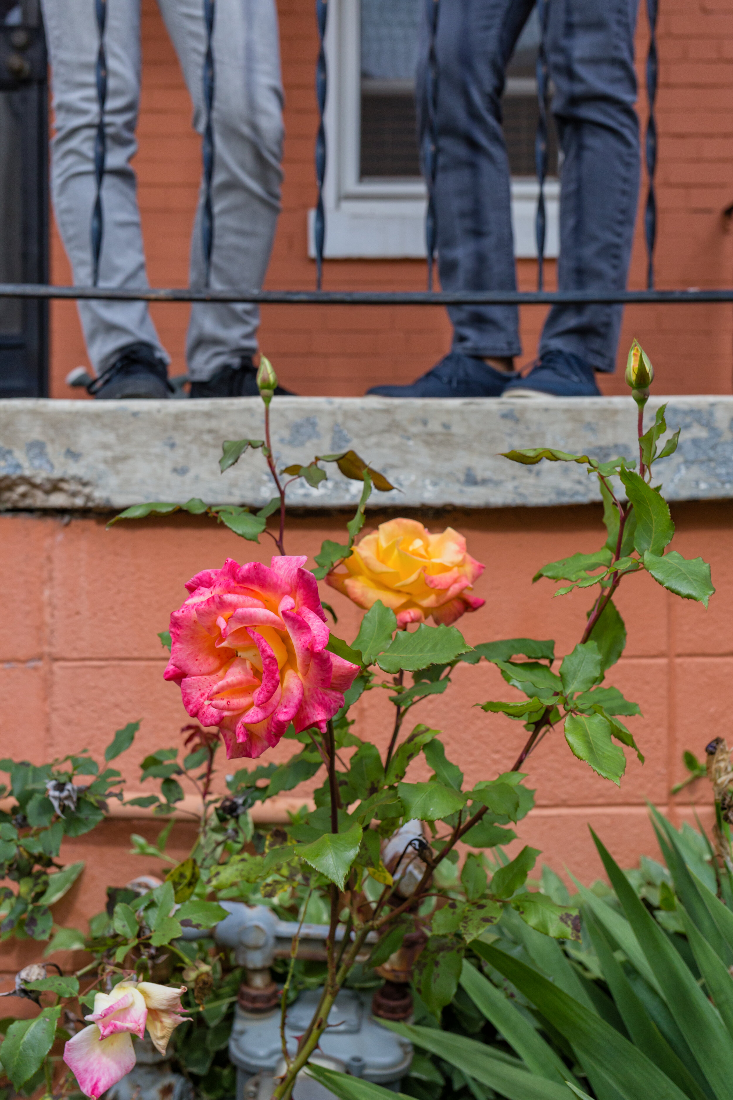 Stoop Session 18. Washington, D.C. (Apr. 2020)