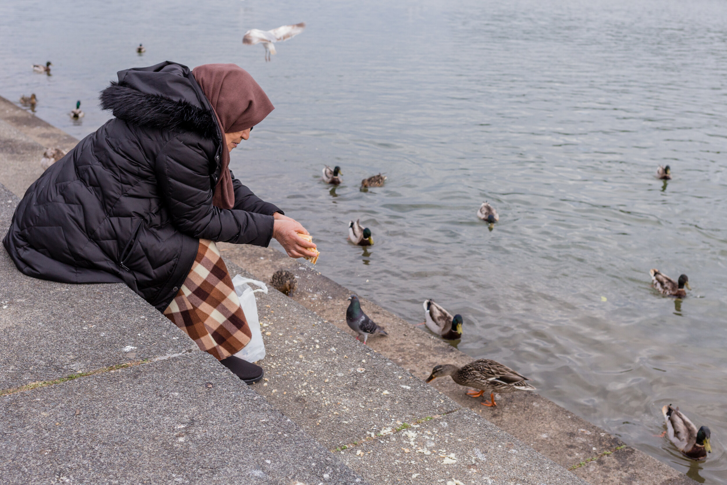 Feeding Ducks. Washington, D.C. (May 2020)