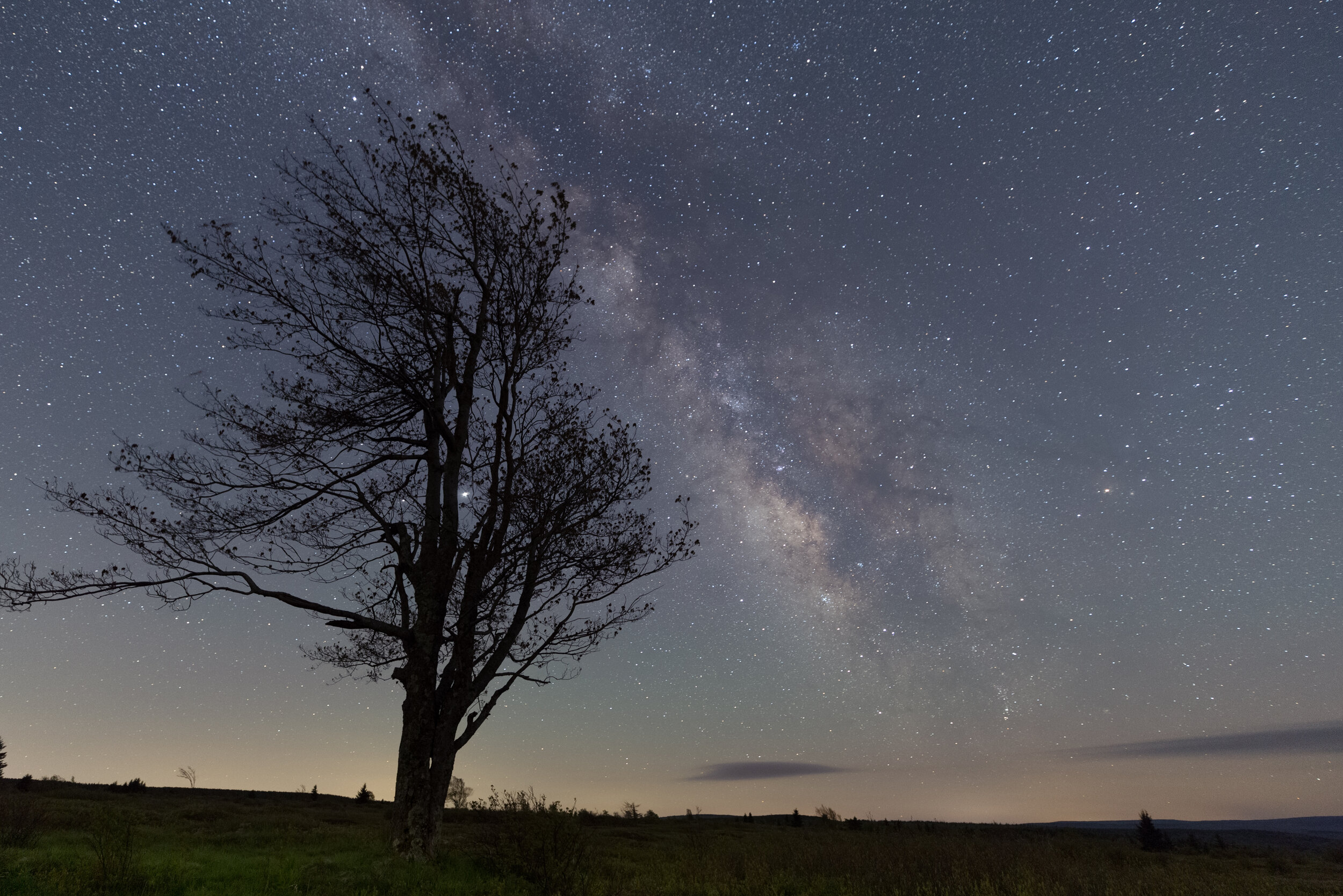 Milky Way Tree. Dolly Sods, W.Va. (May 2020)