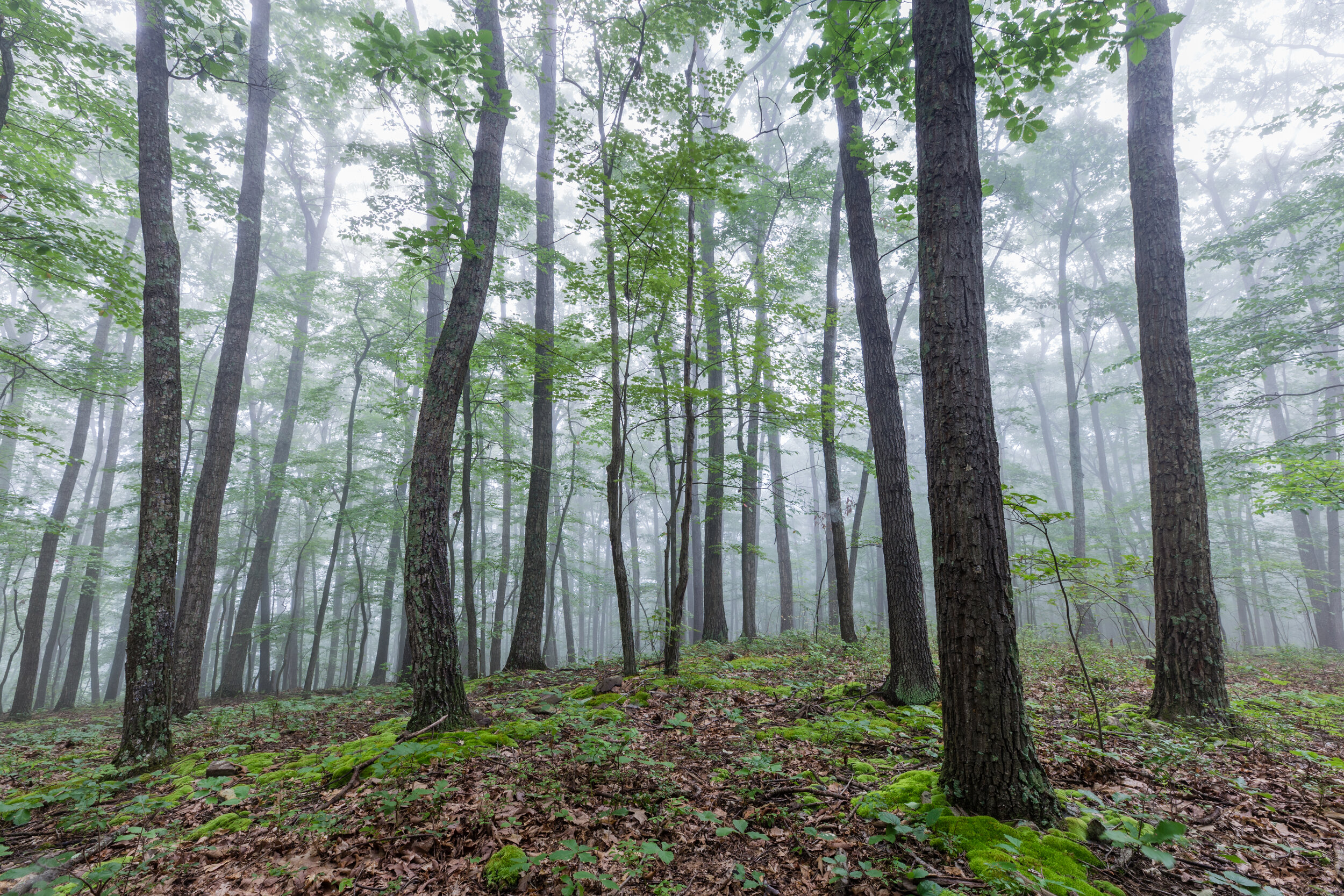 Misty Morning. Green Ridge State Forest, Md. (Aug. 2020)