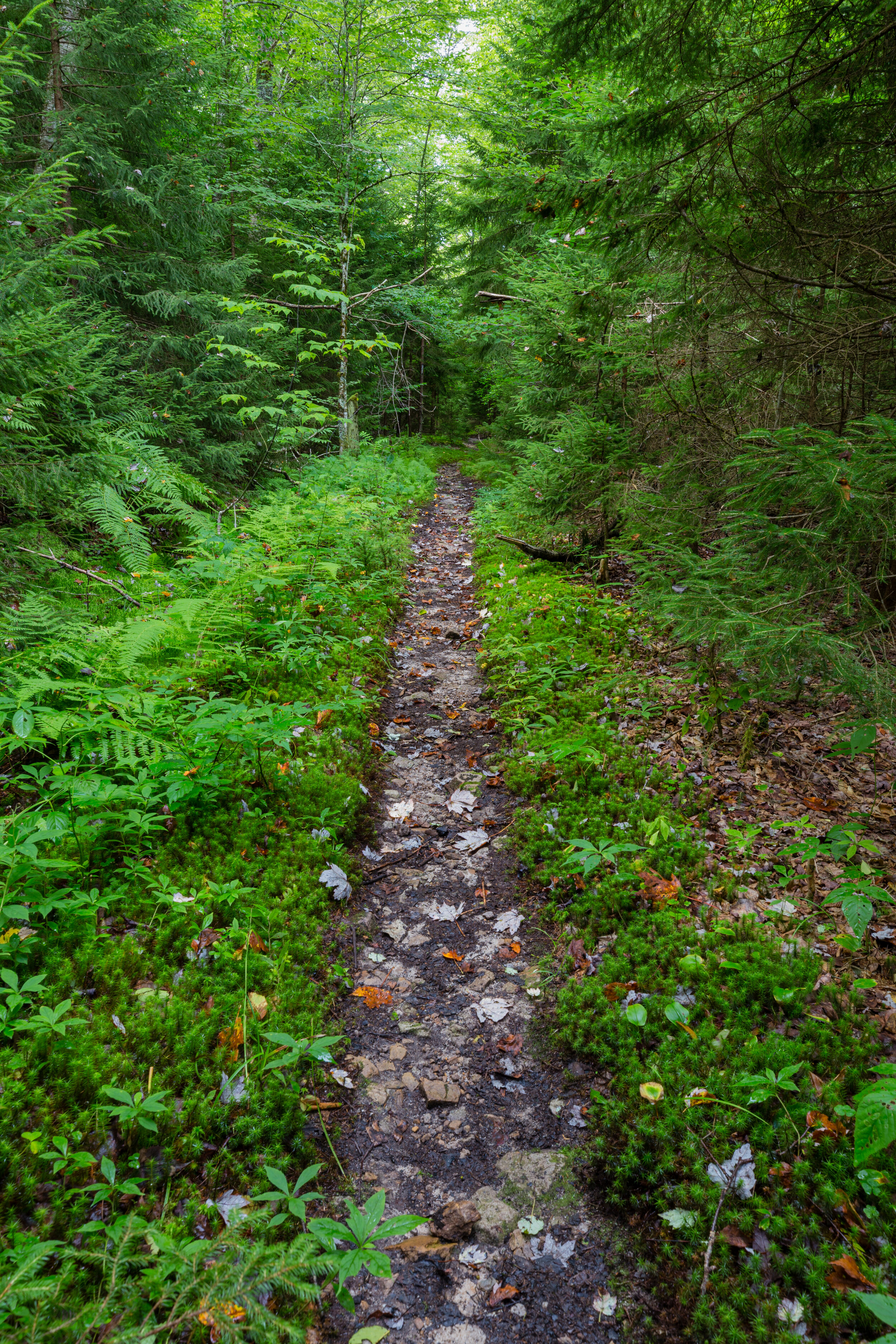 Into The Woods. Cranberry Wilderness, W.Va. (Aug. 2020)