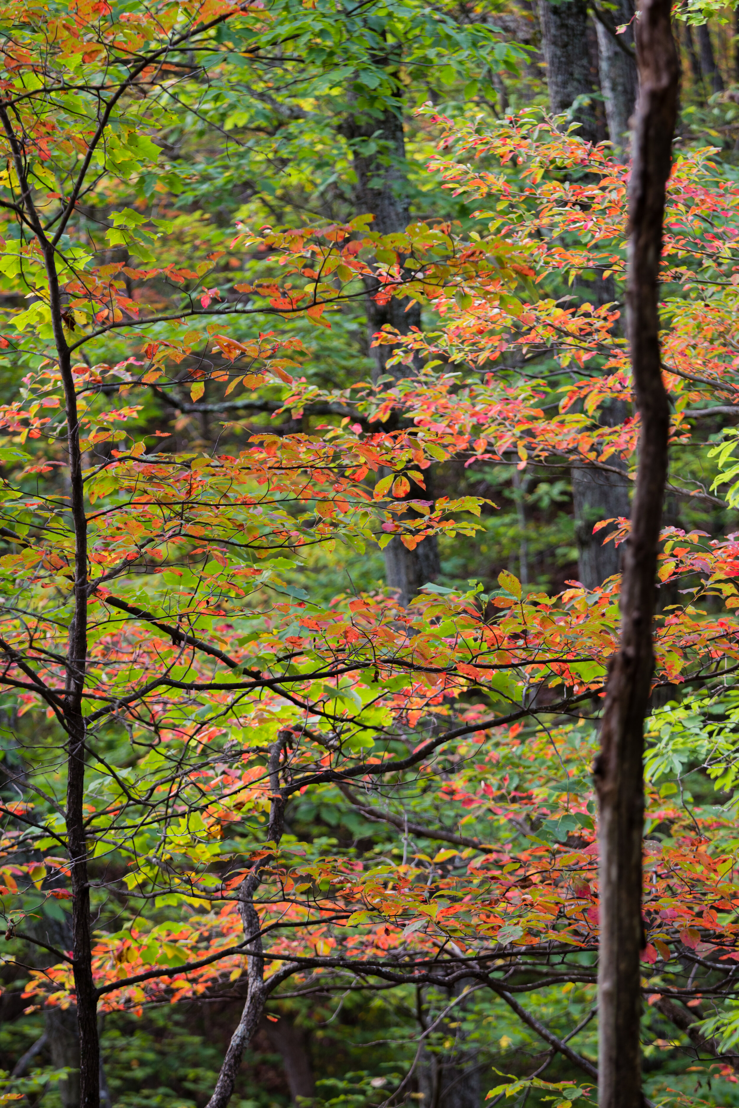 Forest Tapestry. George Washington N.F., Va. (Oct. 2020)