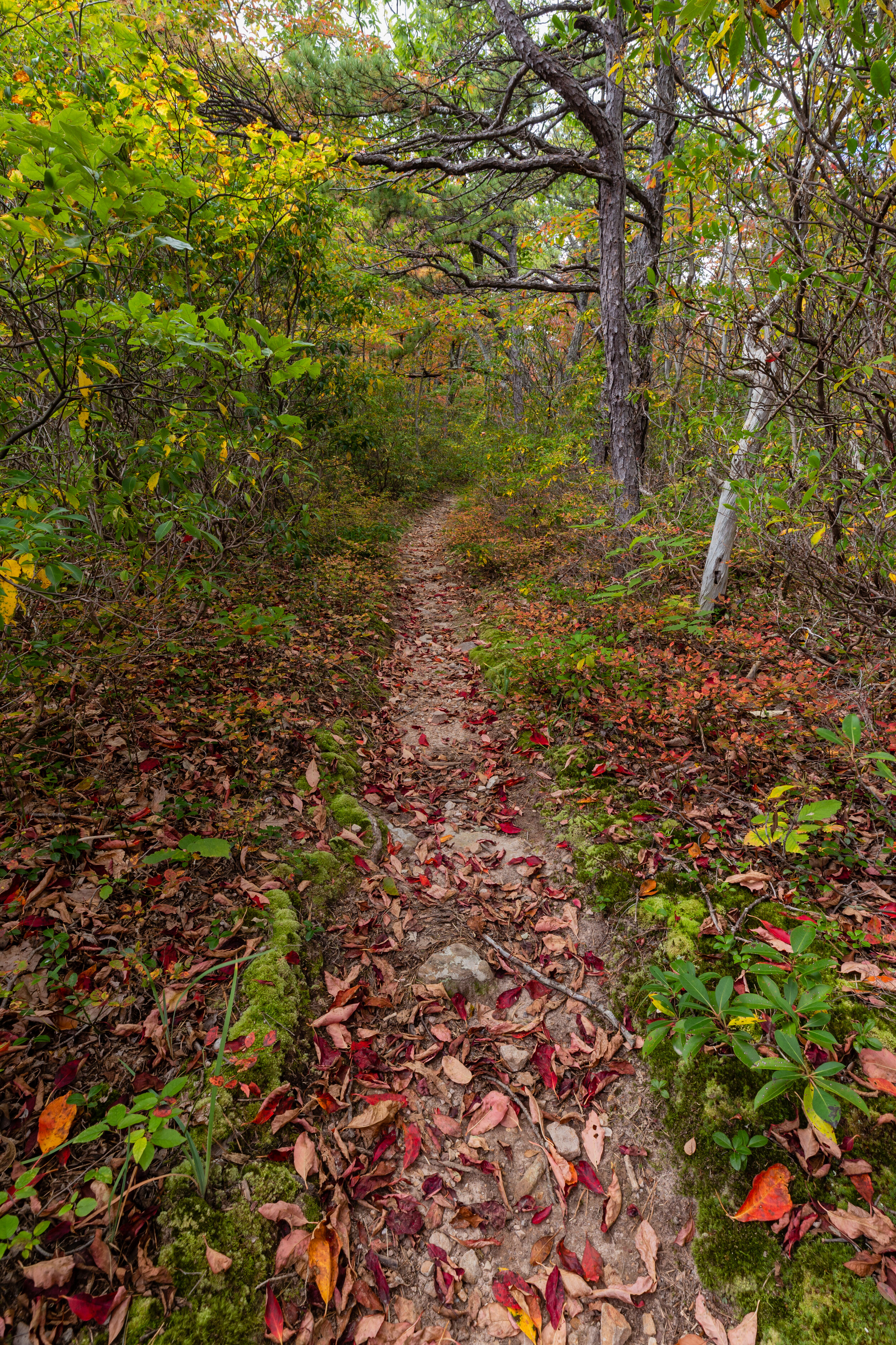 Autumn Path. George Washington N.F., Va. (Oct. 2020)