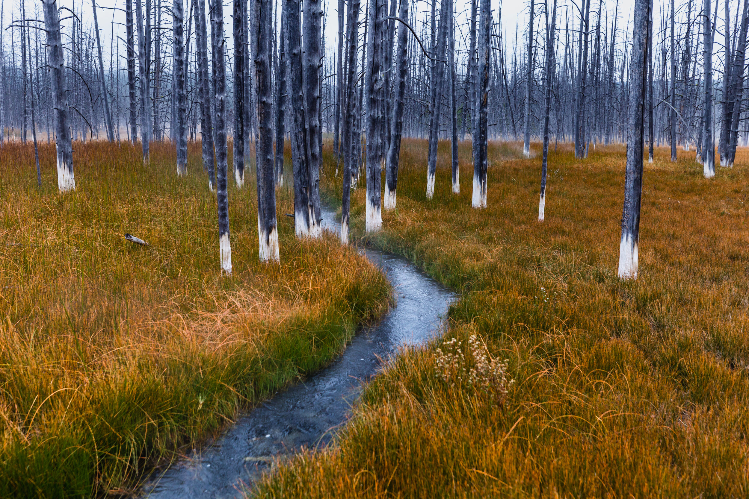 Bobby Socks At Daybreak. Yellowstone N.P. (Sept. 2019)