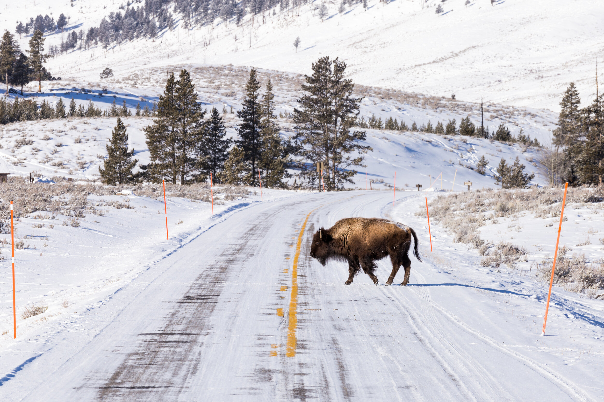 Bison Crossing. Yellowstone N.P. (Feb. 2018)